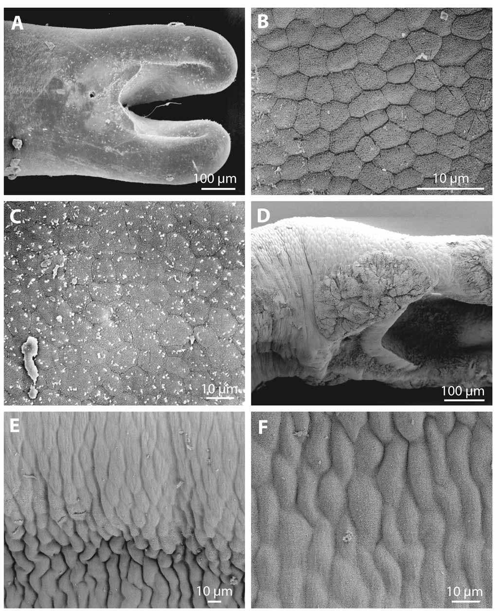 FIGURE 12. Gordius species with probable, but not completely sure ...