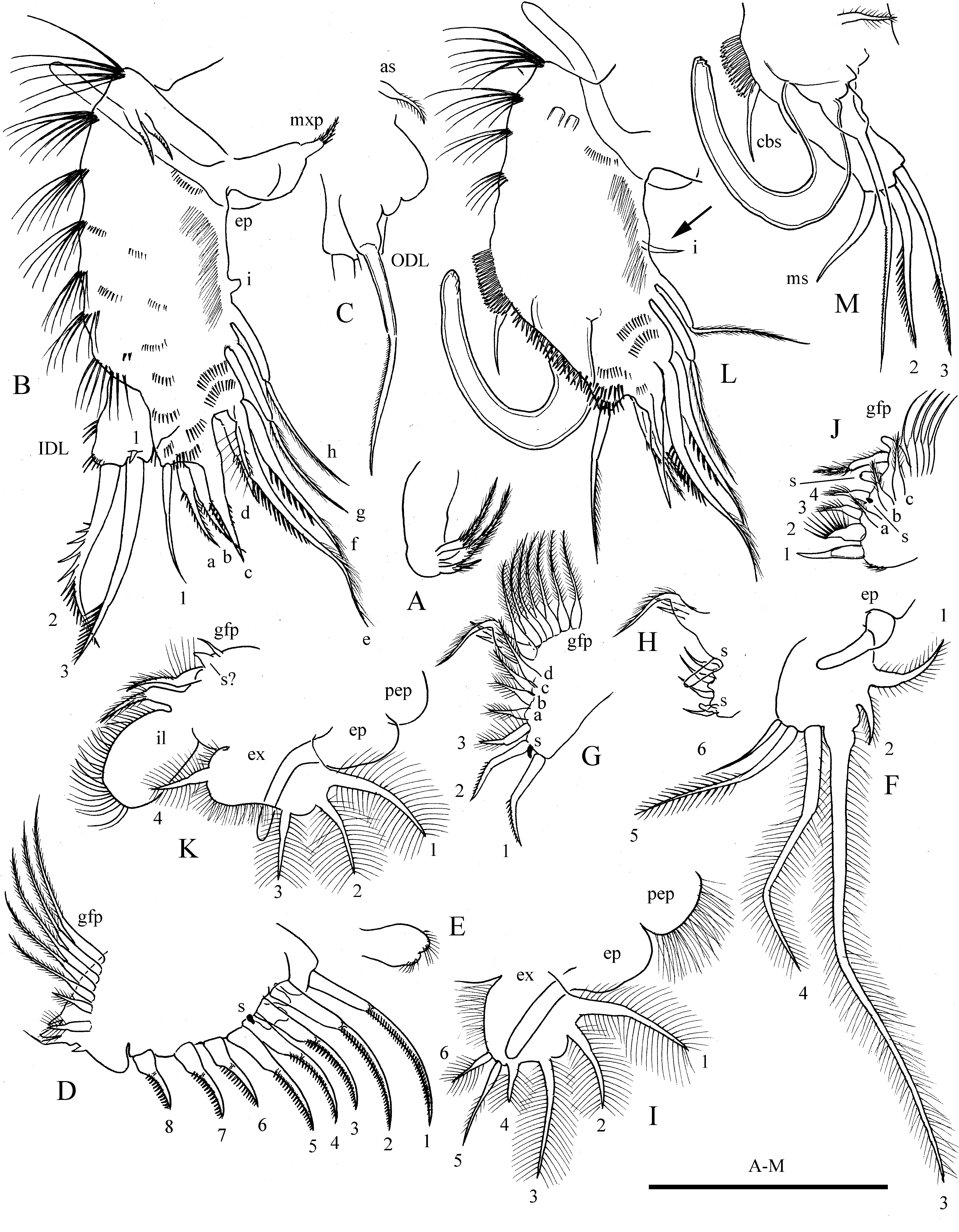 Figure 11 Celsinotum Macronyx From A Paddy Field Ii In New And Rare Aloninae Cladocera 2546