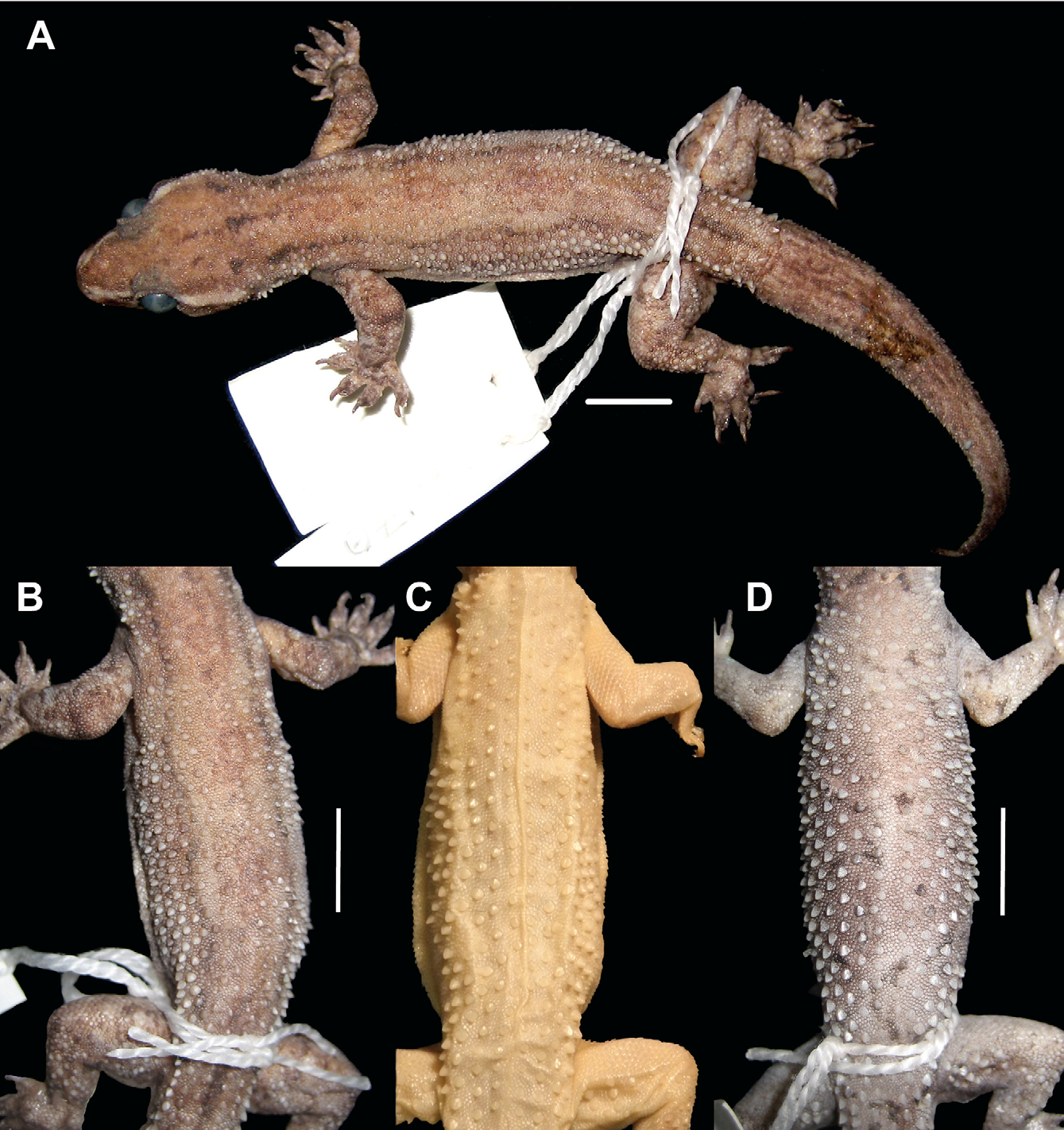 Figure 1. A In Rediscovery Of The Sri Lankan ' House Gecko 