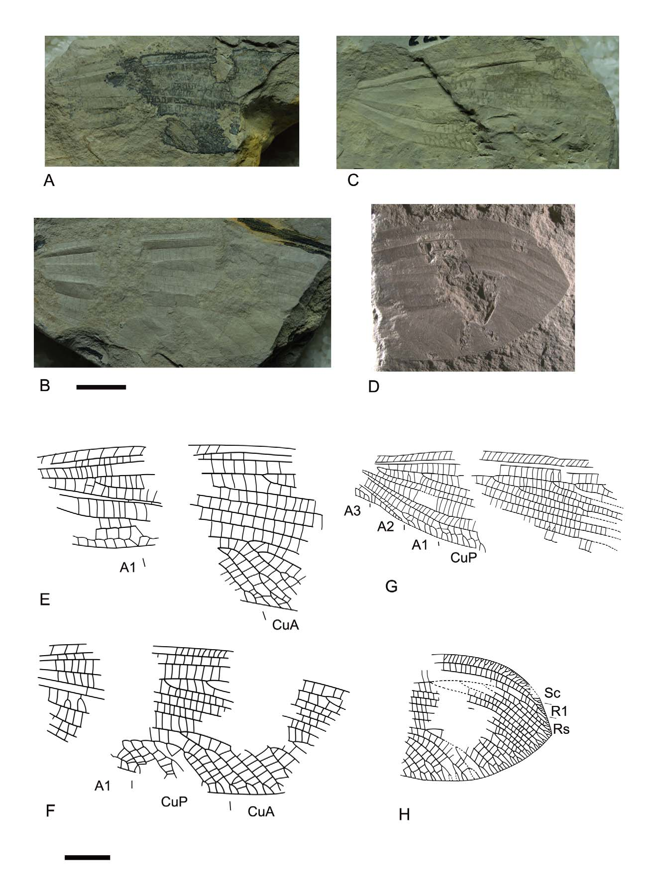 FIGURE 7 In The New Fossil Lacewings Of Grammolingiidae (Neuroptera ...