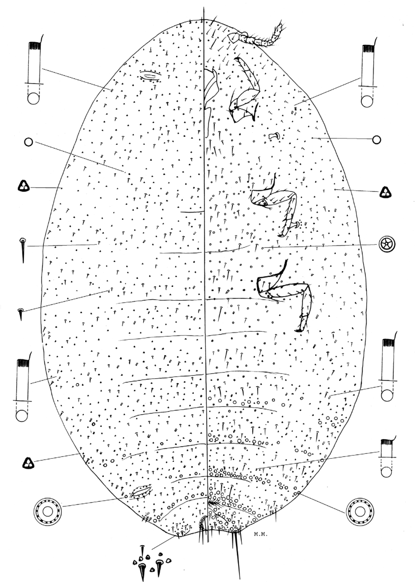 FIGURE 25 in A review of the mealybugs (Hemiptera: Coccoidea ...