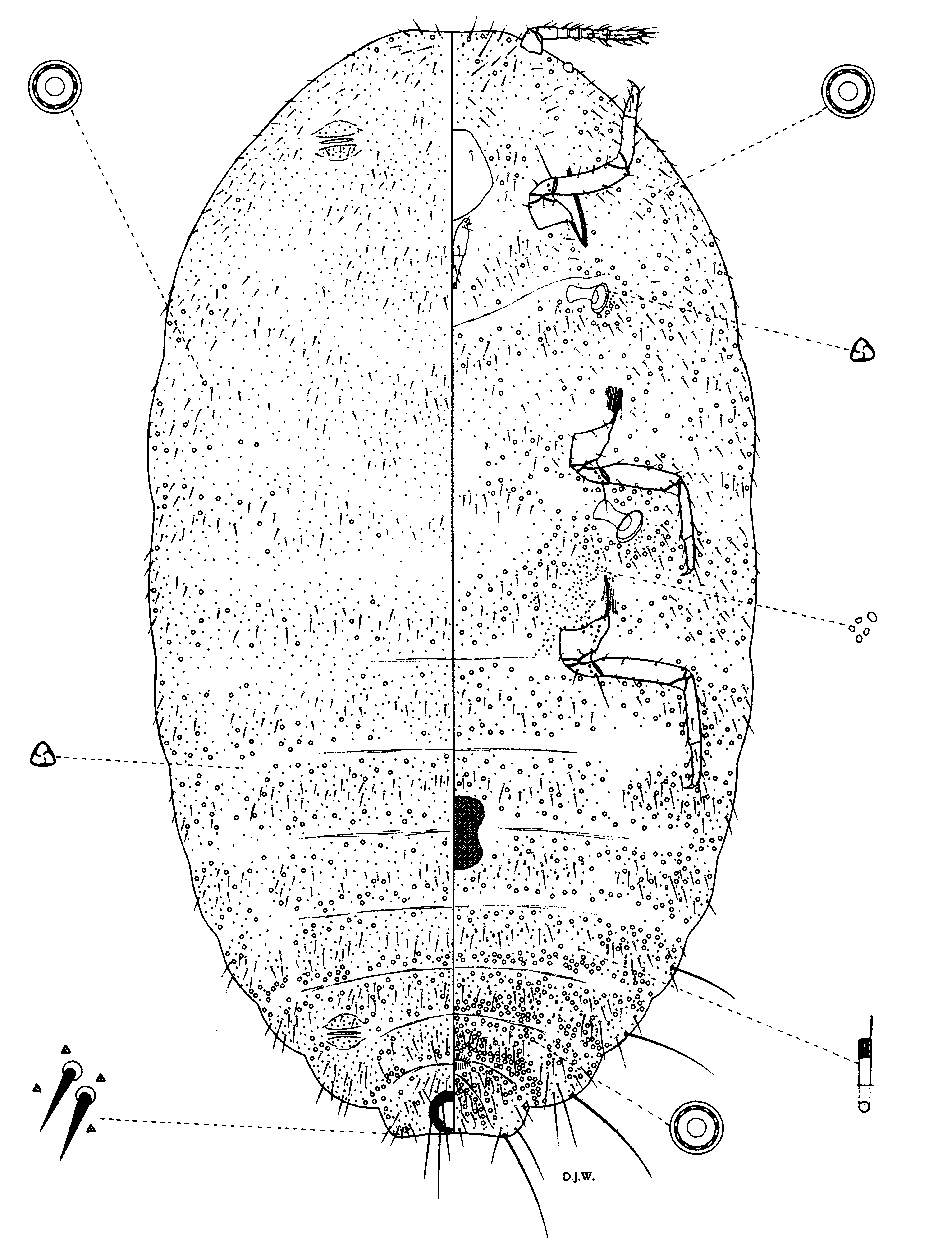 FIGURE 44 in A review of the mealybugs (Hemiptera: Coccoidea ...