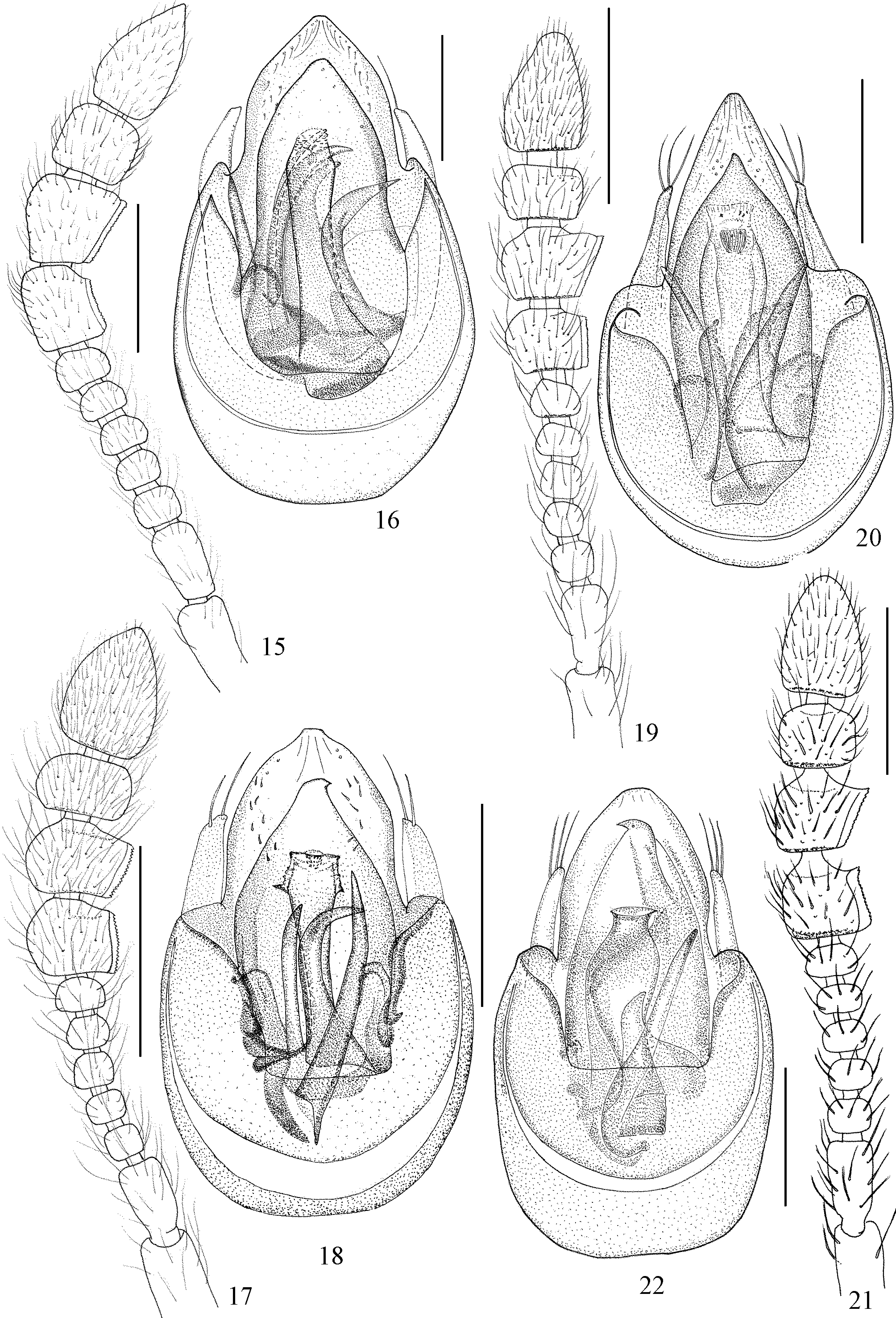 FIGURES 15–22. 15 In A Review Of The Subgenus Cladoconnus Reitter Of ...