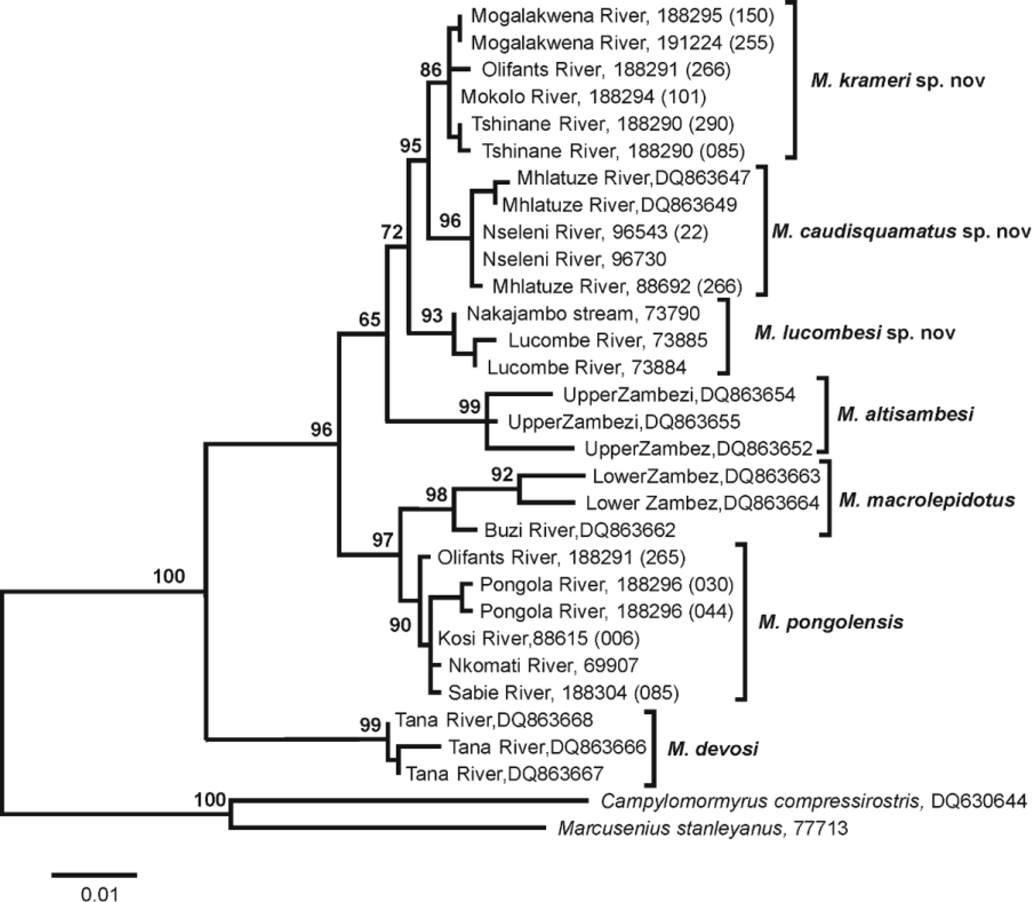 FIGURE 4 in Descriptions of three new species of Marcusenius Gill, 1862 ...