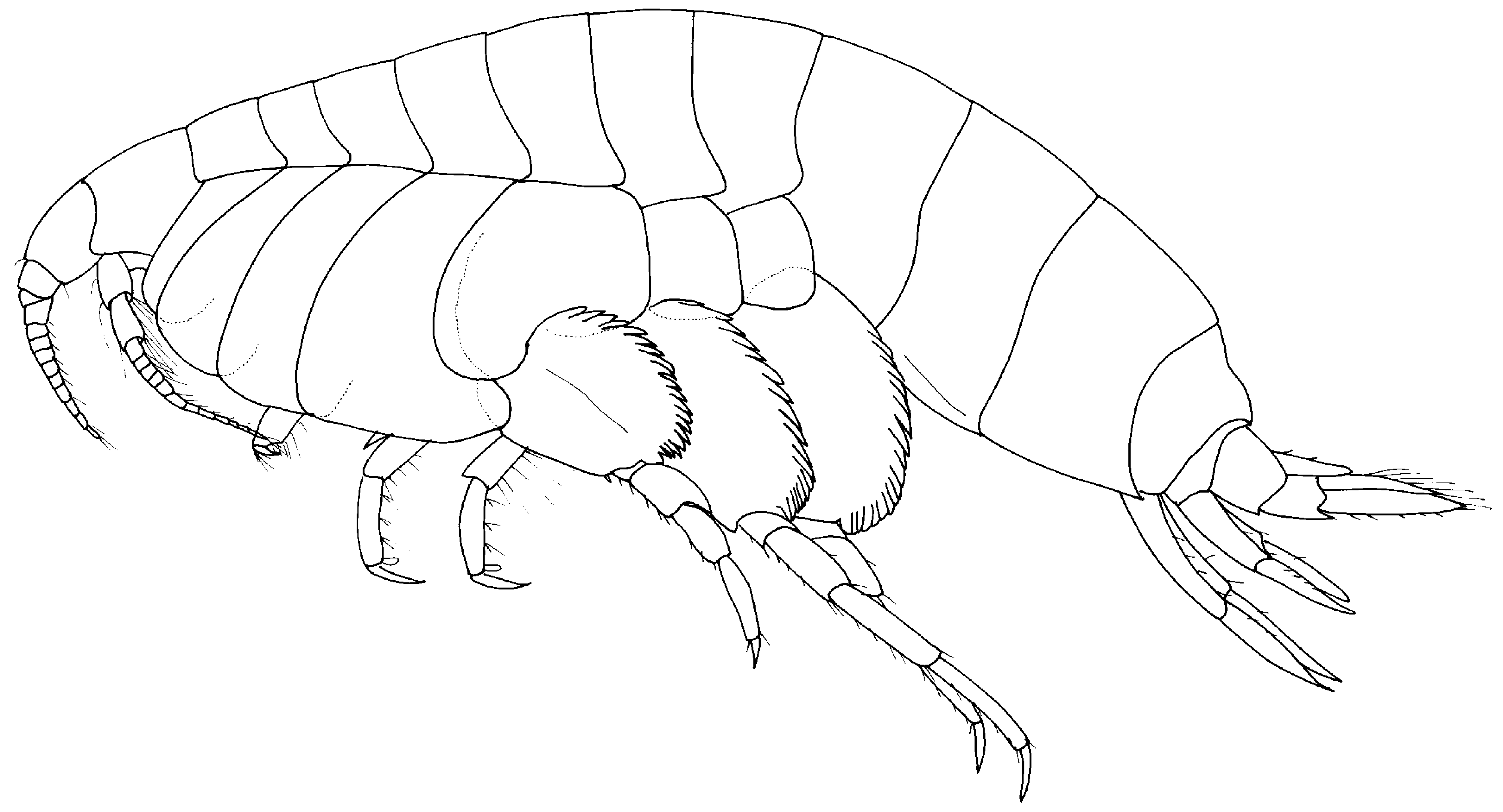 FIGURE 1 in Debroyerella gen. nov. and Ulladulla gen. nov., two new ...