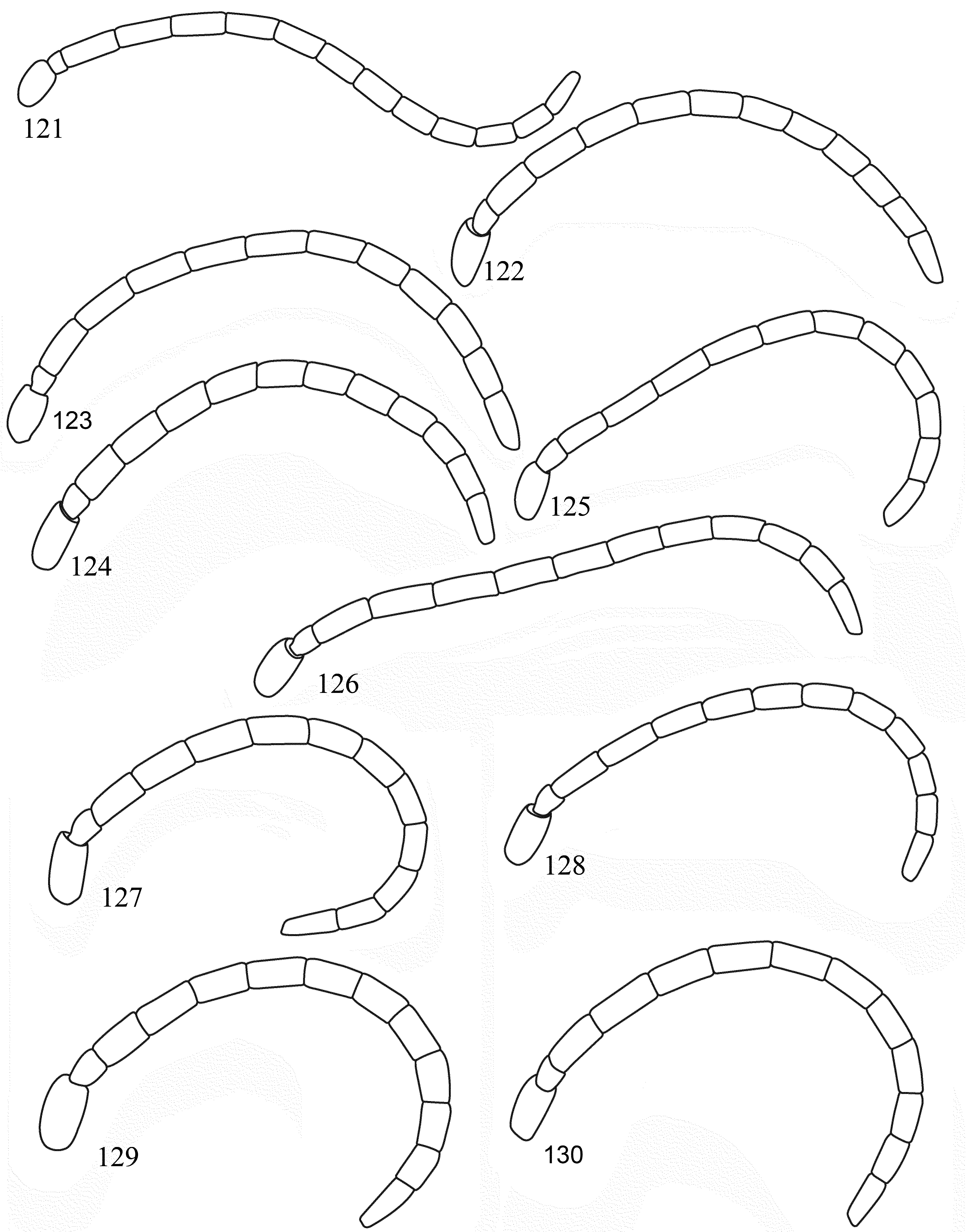 Figures 121–130 In Revision Of The Palaearctic Genus Gonaporus Ashmead 