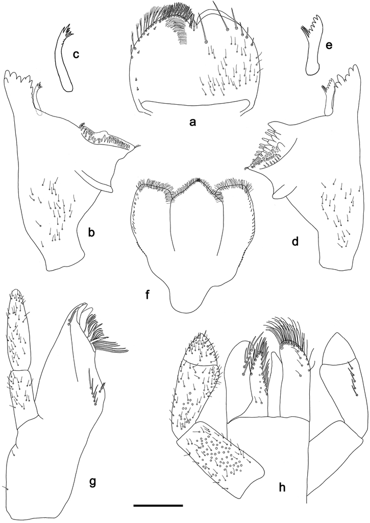 Figure 2 from: Kaltenbach T, Gattolliat J-L (2019) A new species of ...