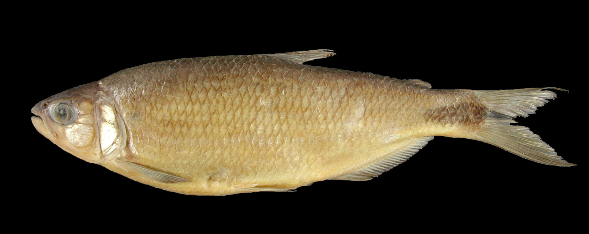 FIGURE 48. Brycon nattereri, MZUSP 58950, 244.7 in A revision of the