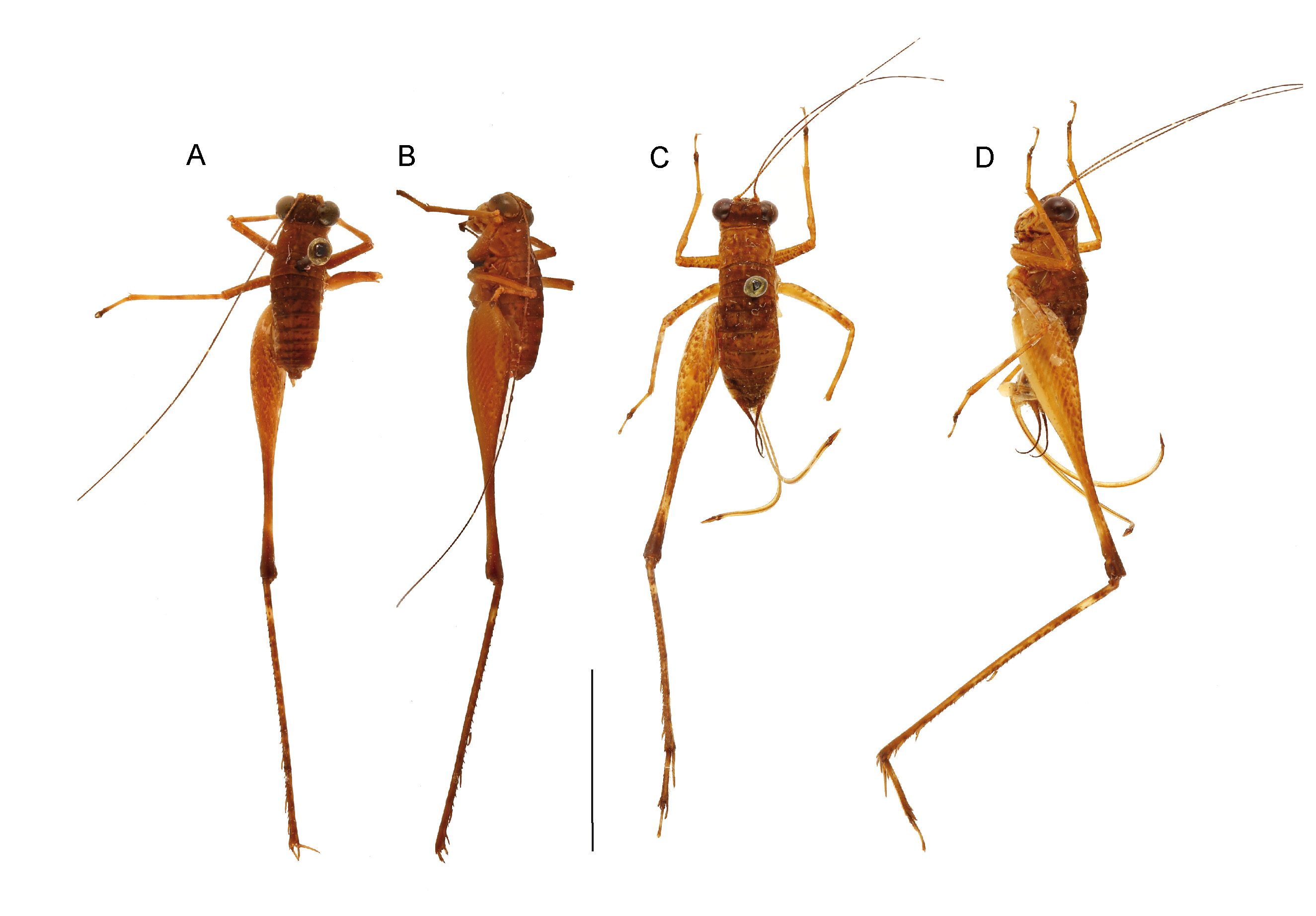 figure-3-paranisitra-flavofacia-n-in-taxonomic-review-of-the-genus