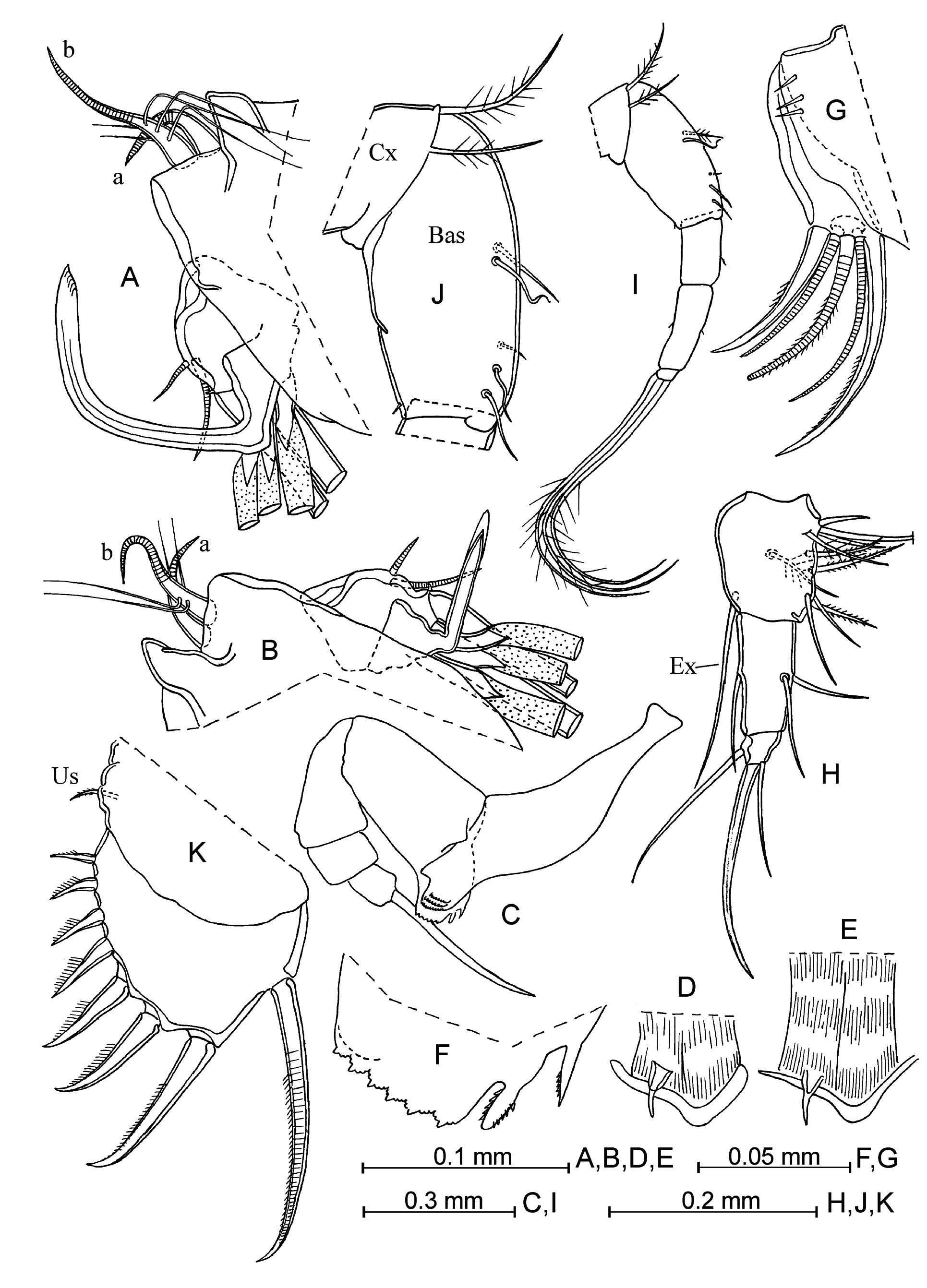 FIGURE 10 in Pelagic ostracods of the new subtribe Conchoeciina ...