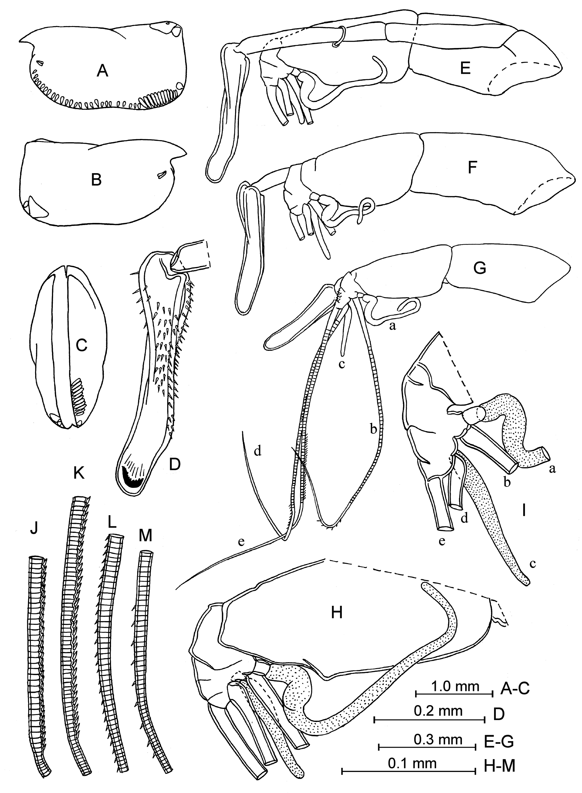 FIGURE 29 in Pelagic ostracods of the new subtribe Conchoeciina ...