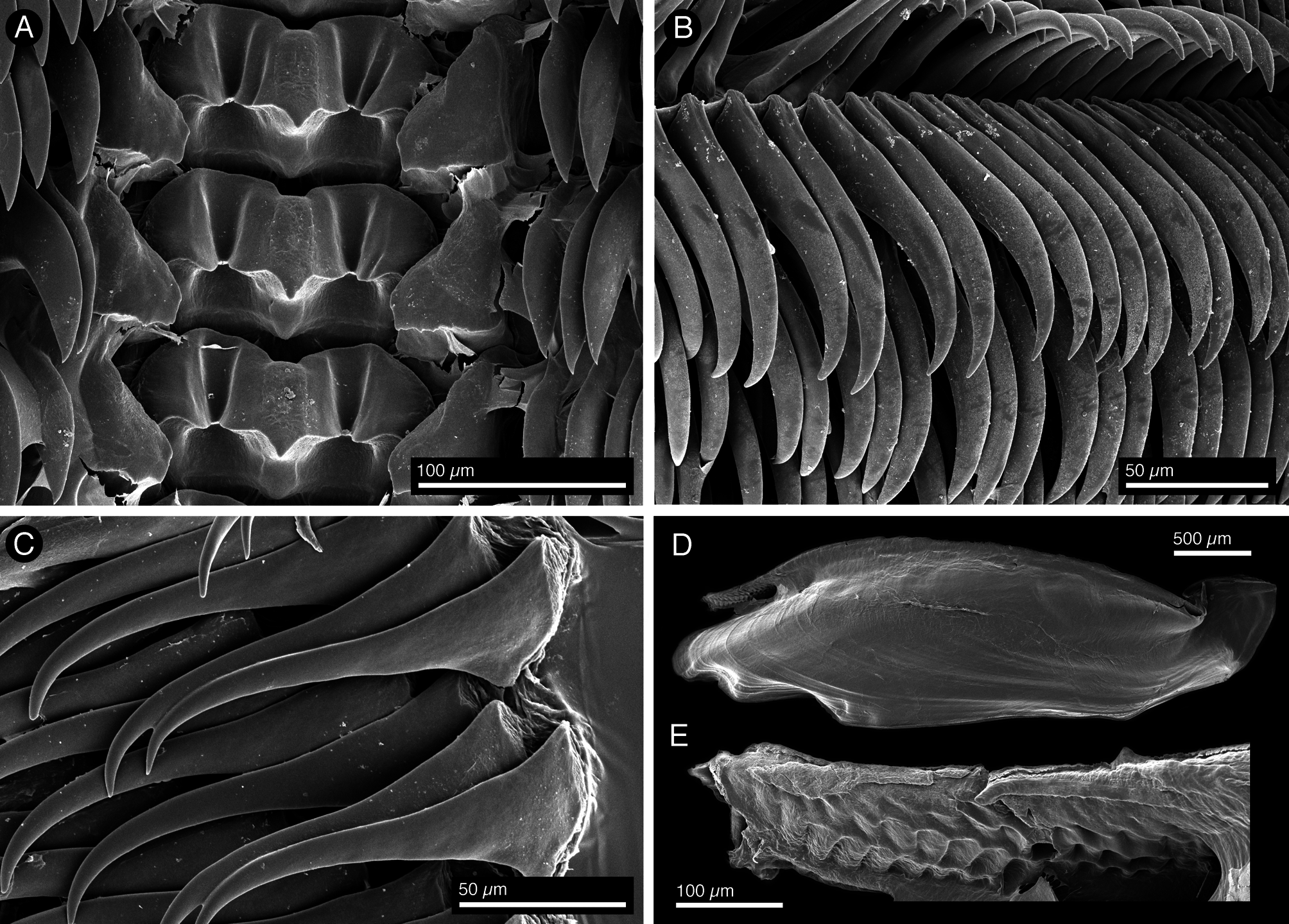 Figure 8 In Five New Deep-sea Species Of Nudibranchs (gastropoda 