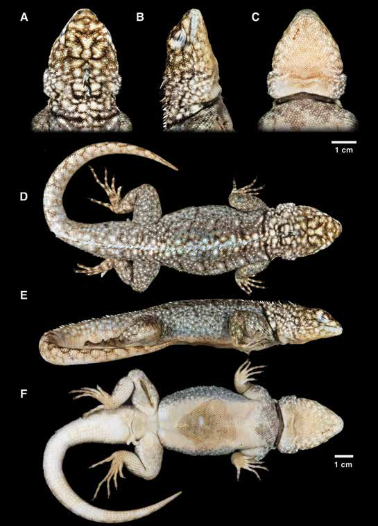 FIGURE 4 in Three new species of the Tropidurus spinulosus group ...