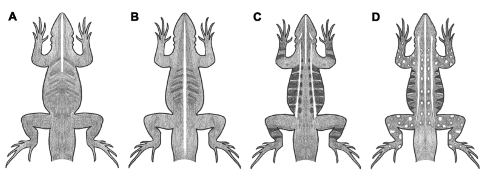 FIGURE 4 in A new species of Tropidurus (Squamata, Tropiduridae) of the ...