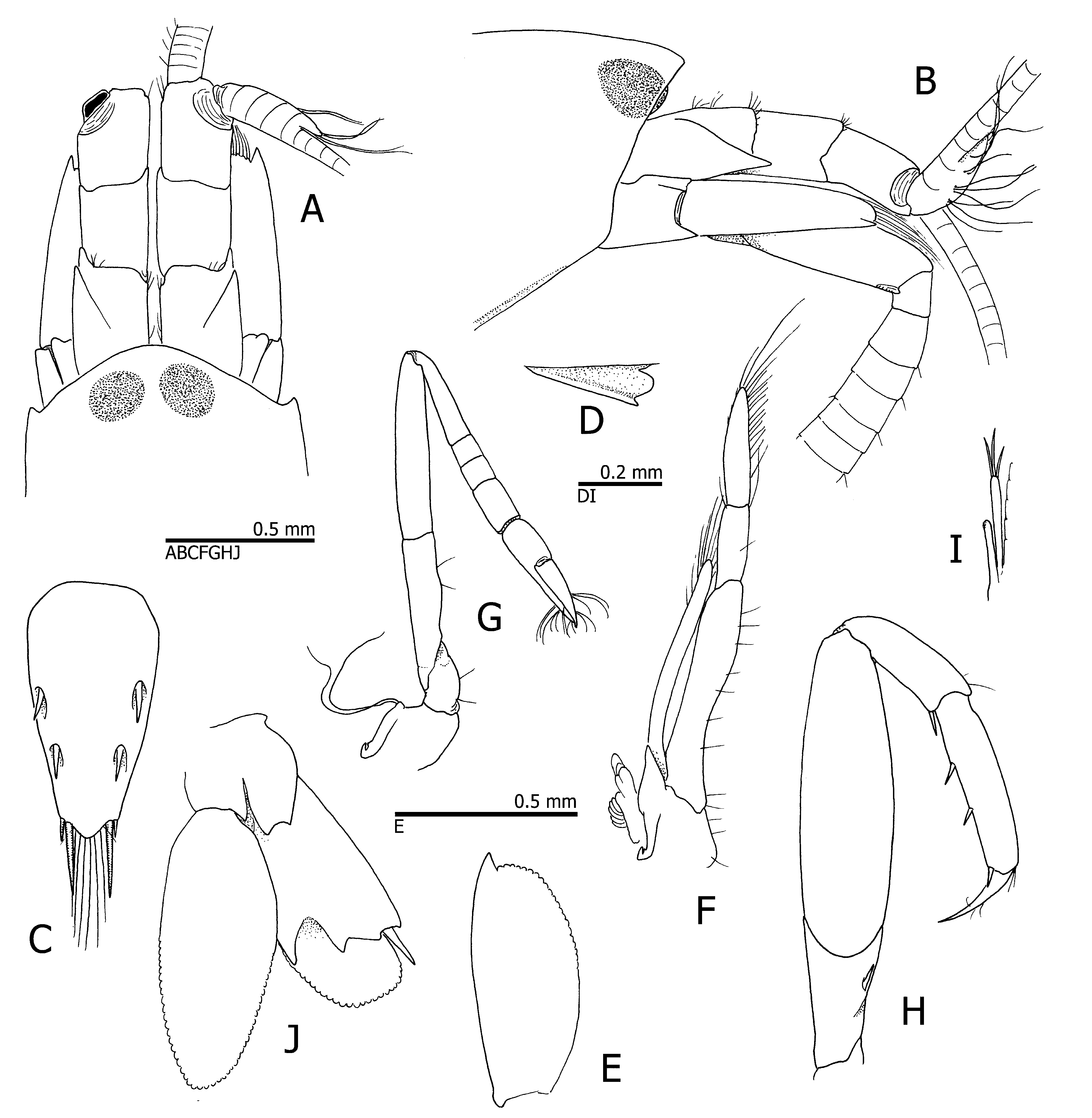 FIGURE 8 in Six new species and three new records of infaunal alpheid ...