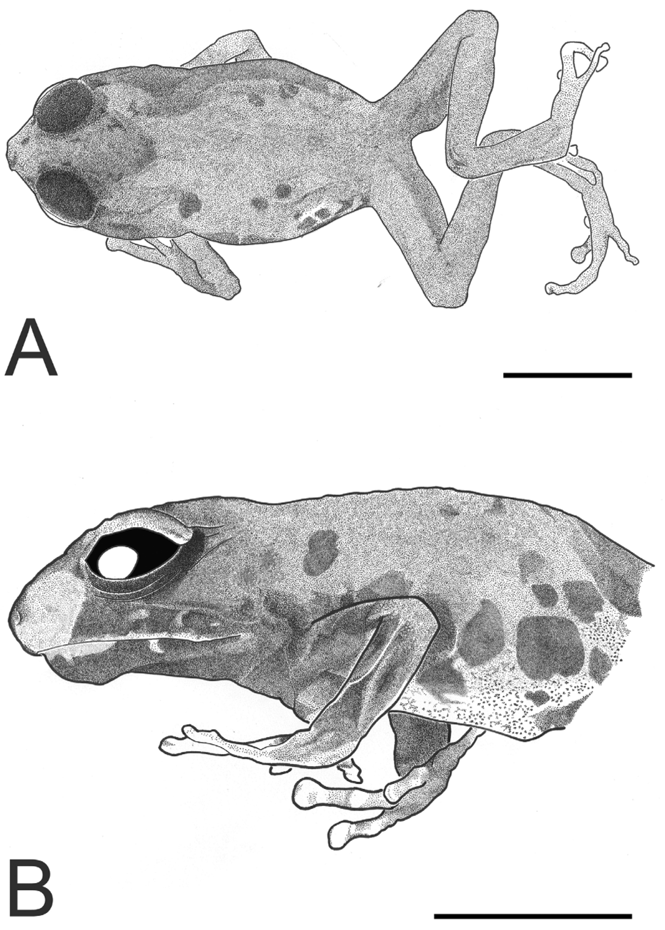 FIGURE 5 in Papuan frogs of the genus Cophixalus (Anura Microhylidae) new synonyms, new