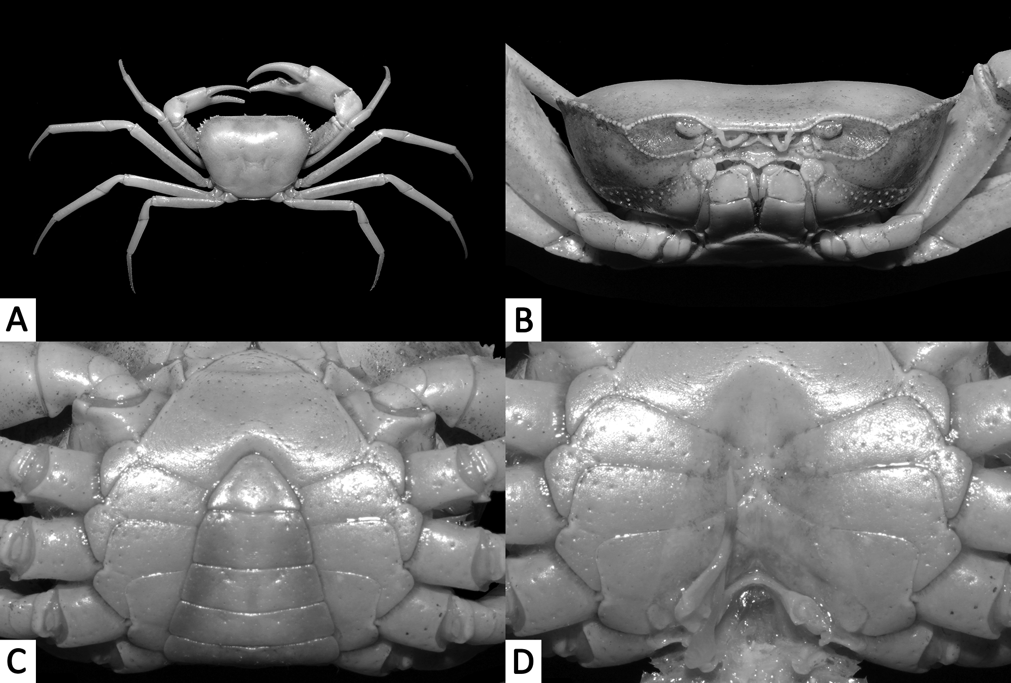 FIGURE 2. Diyutamon cereum n. gen., n in A new genus and new species of ...