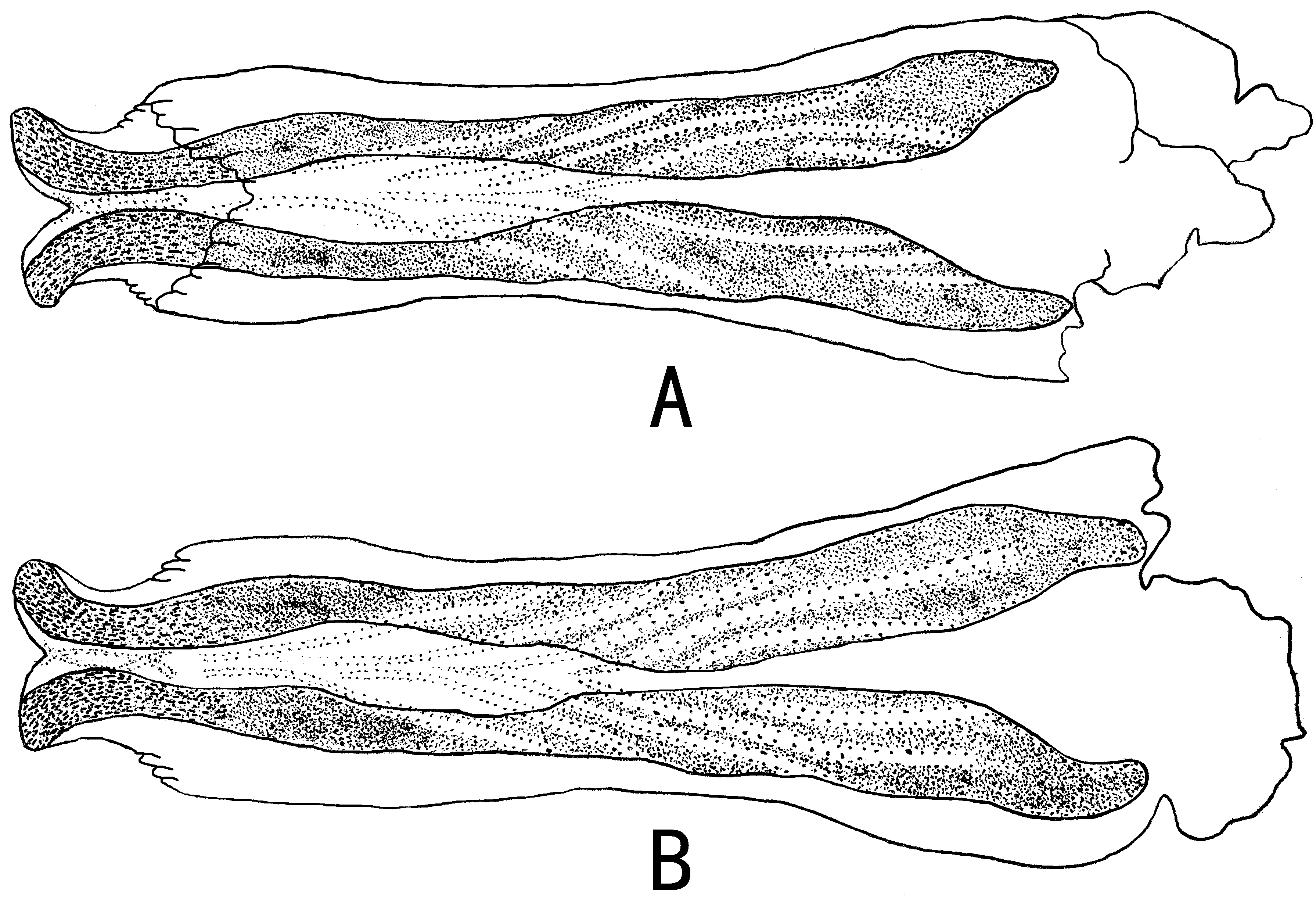 FIGURE 11 in A new species of Styloperla (Plecoptera: Styloperlidae ...