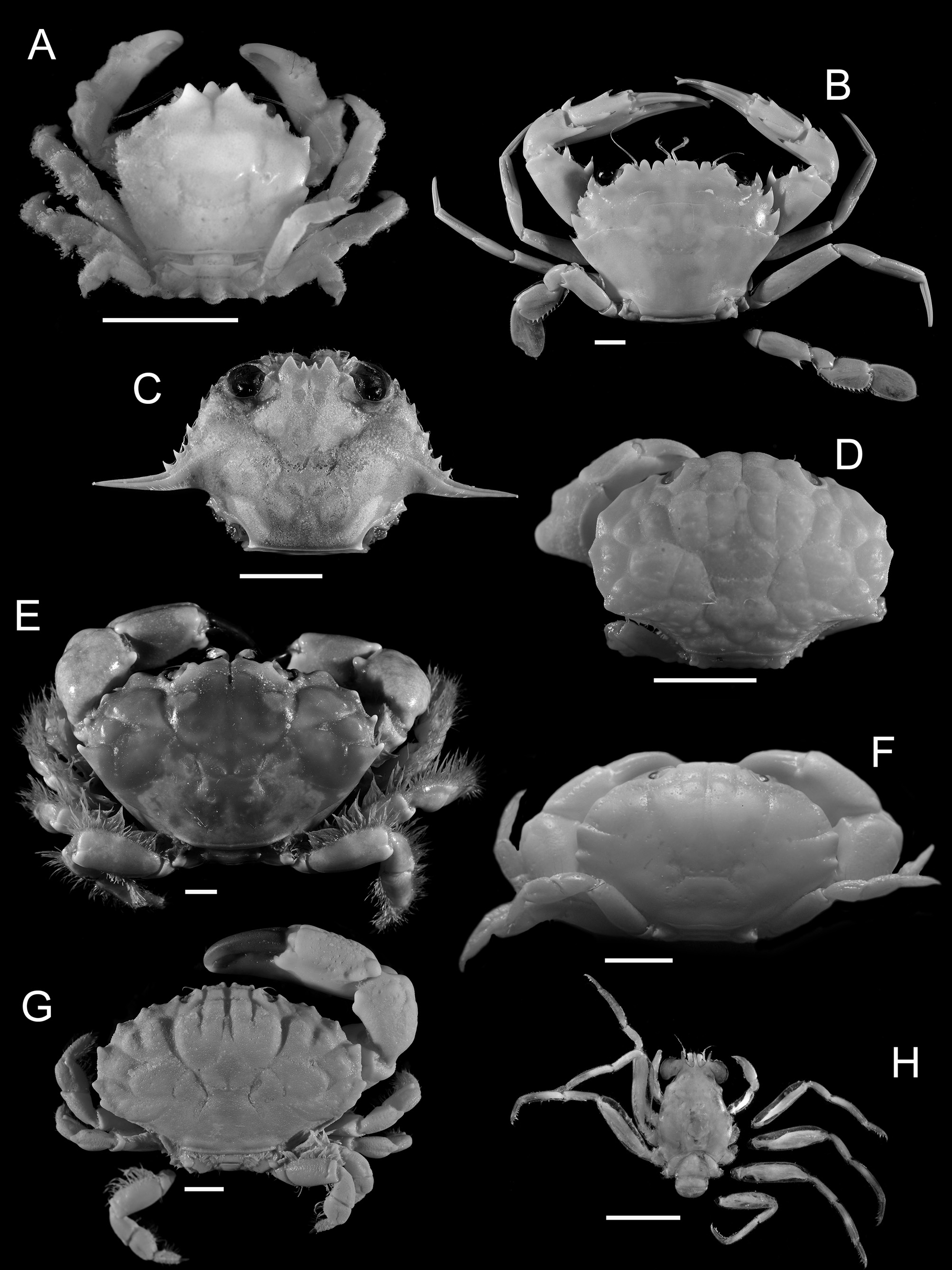 Figure 2 A In On A Collection Of Brachyuran Crabs From Lakshadweep Indian Ocean Crustacea 9167