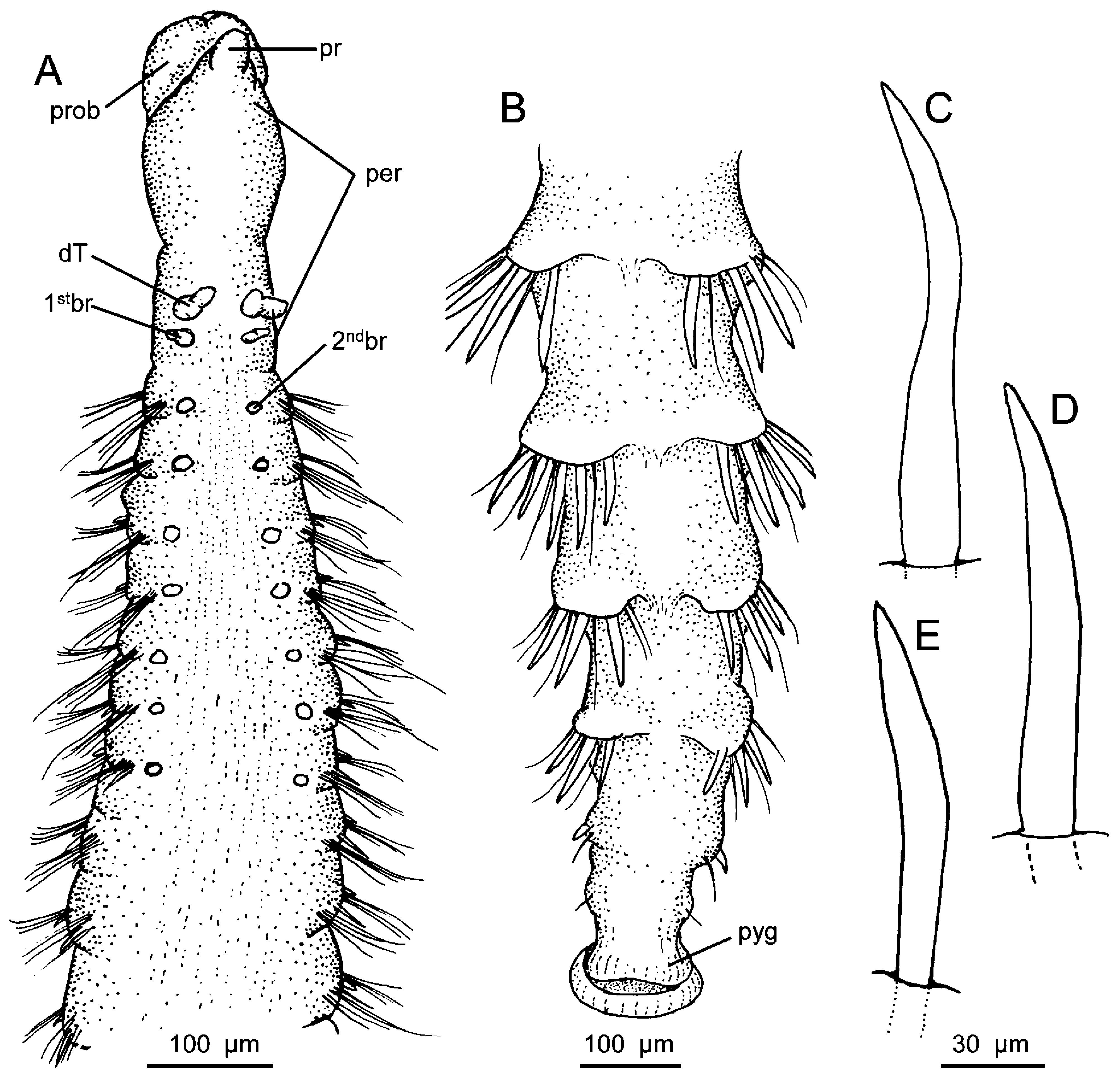 FIGURE 13. Chaetozone Akaina N In New Species Of Cirratulidae (Annelida ...