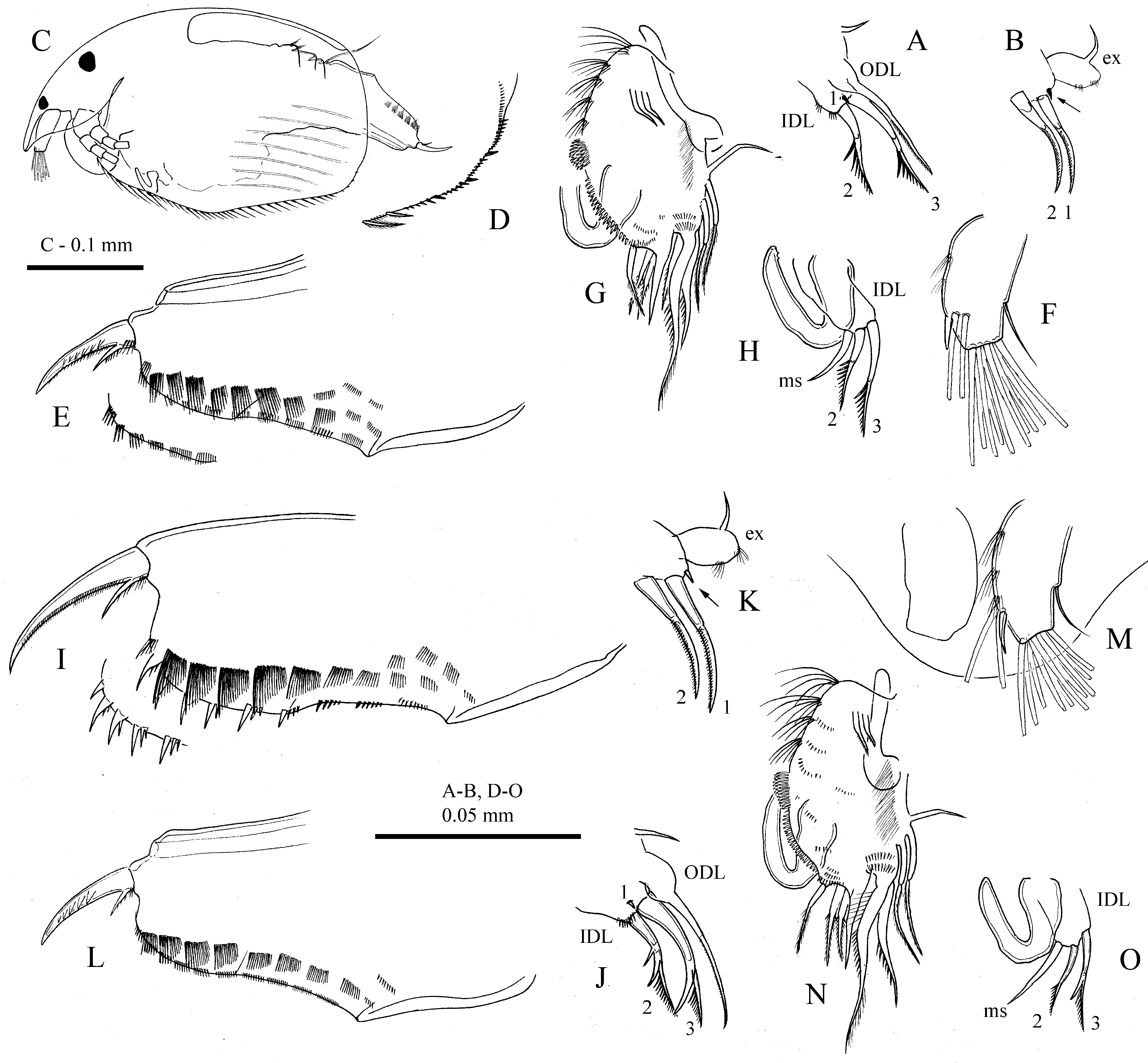 Figure 9 A H In Revision Of The Elegans Group Of Alona S Lato And Its Status As A Subgenus Of 2739