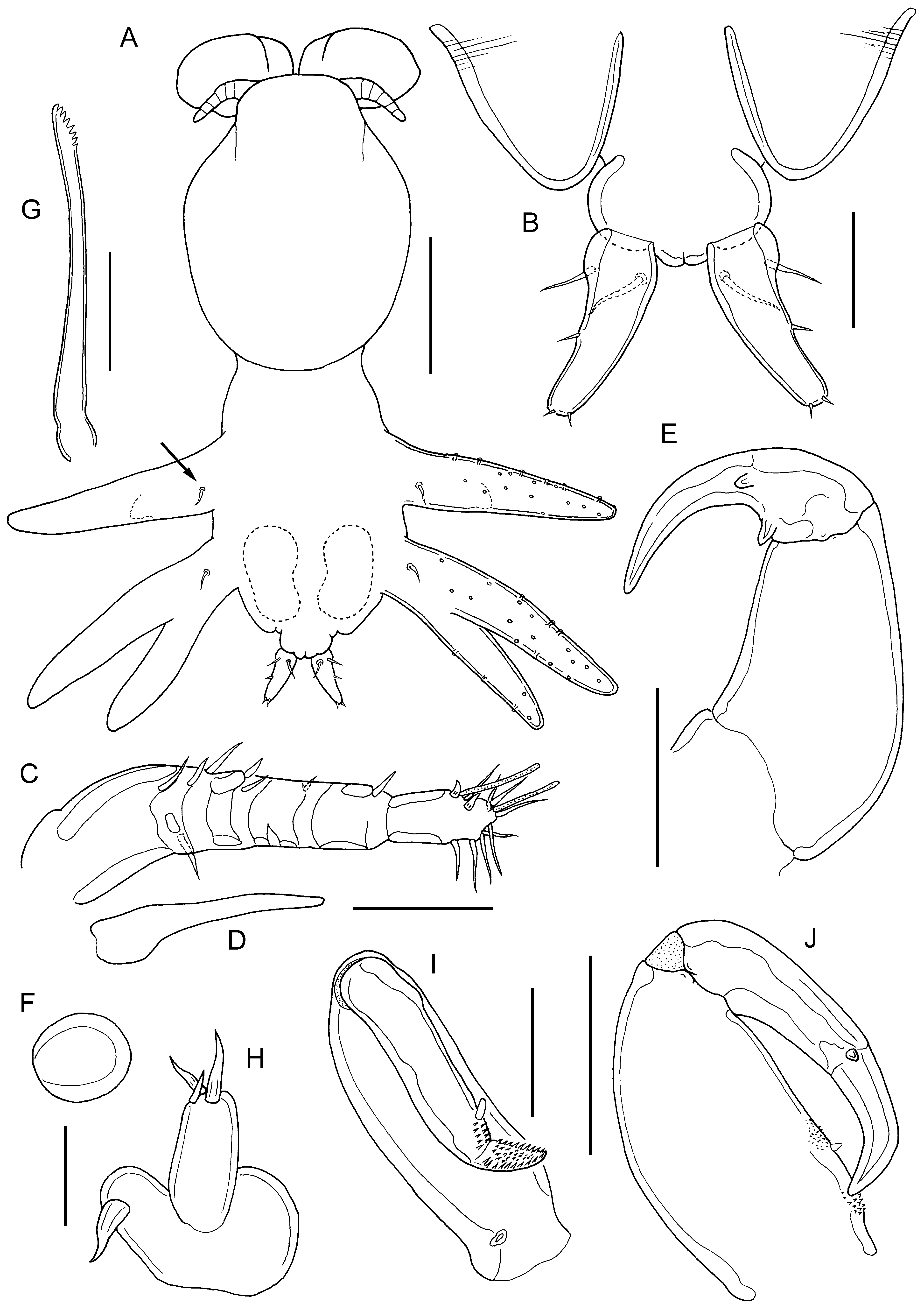 FIGURE 29. Lernanthropus mollis Kabata, 1979 in Parasitic copepods of ...