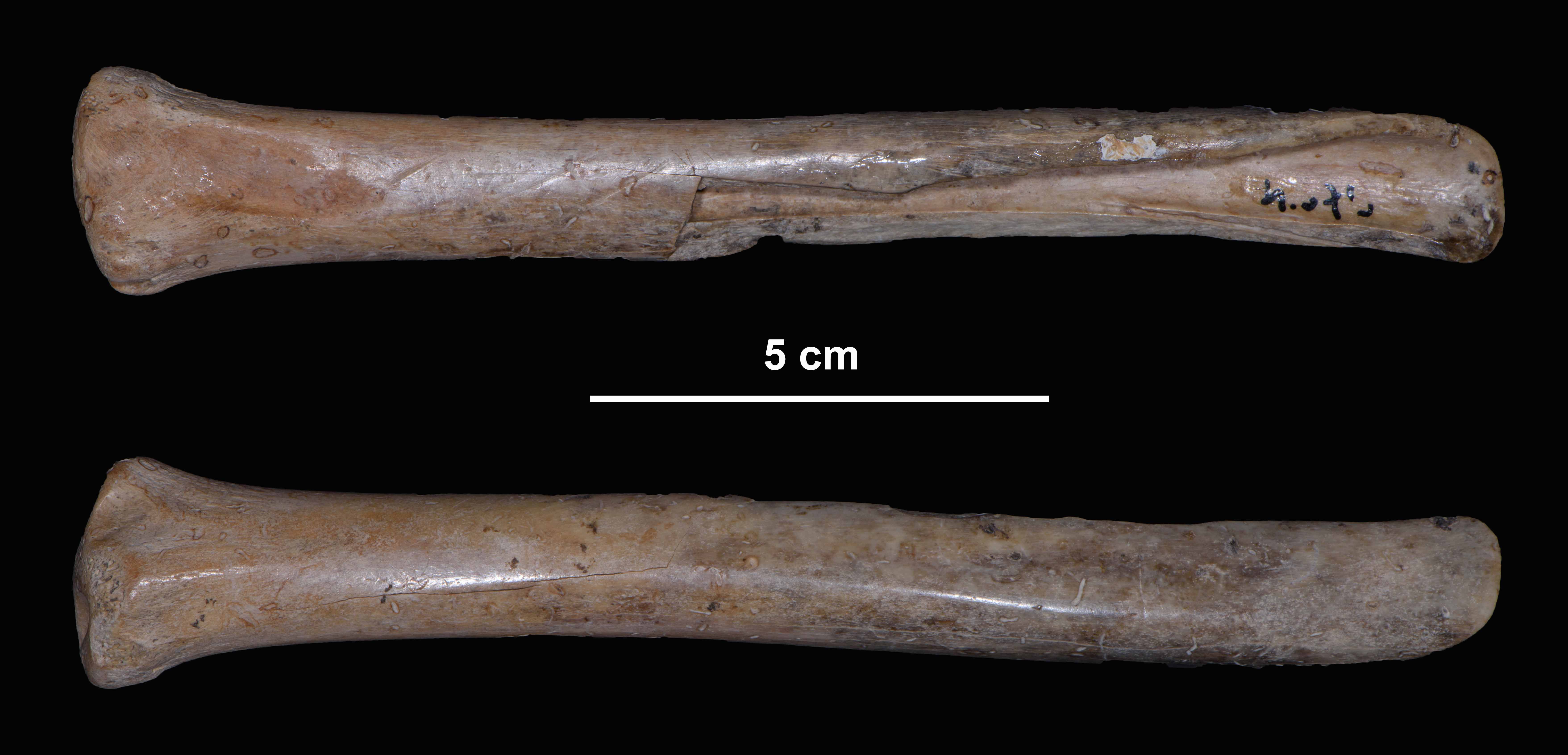 Weaning equipment in Early Neolithic Europe: ovicaprid tibia recipients ...