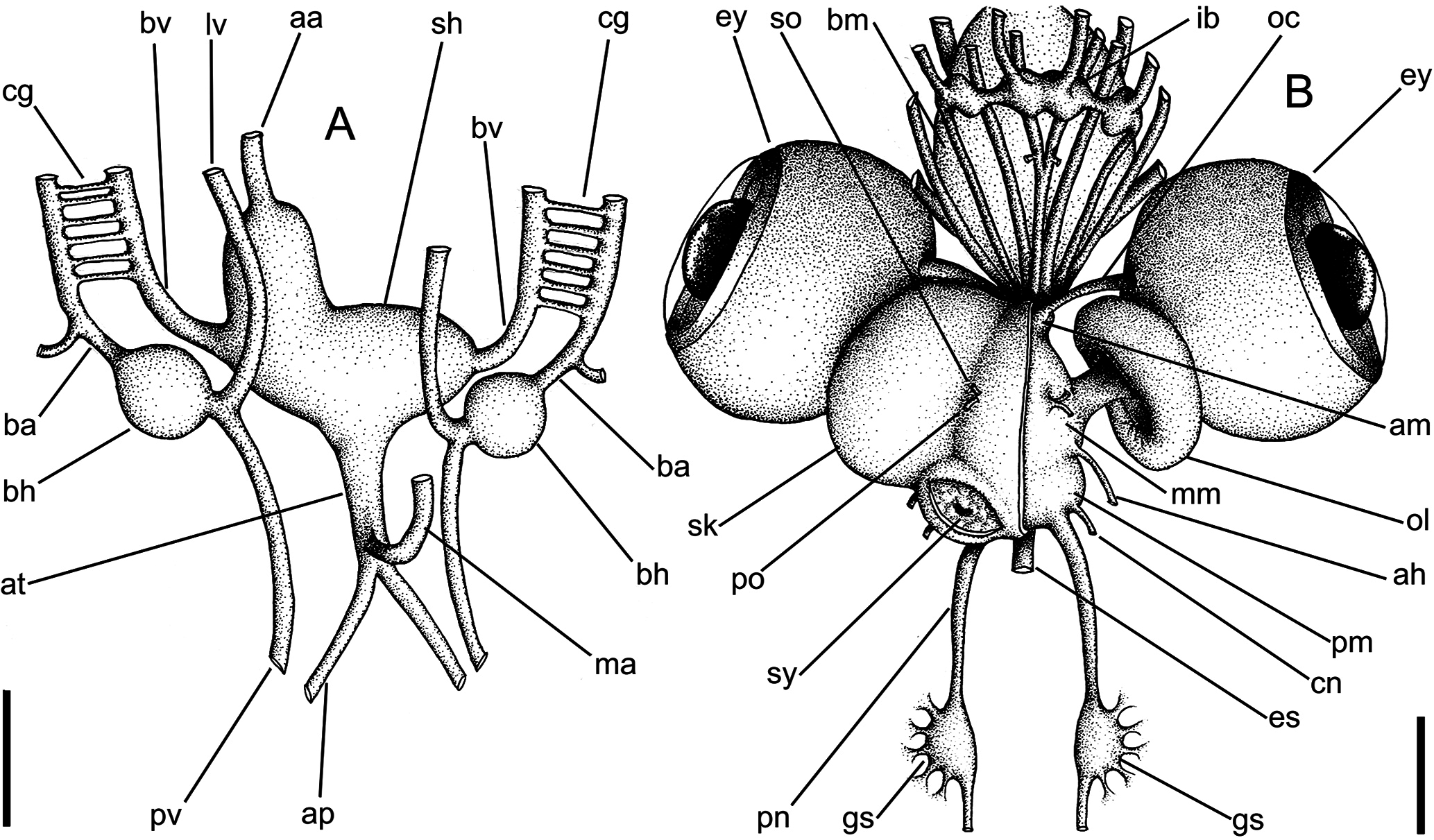 Figure 3 in Morphological comparison between Doryteuthis pleii and D ...