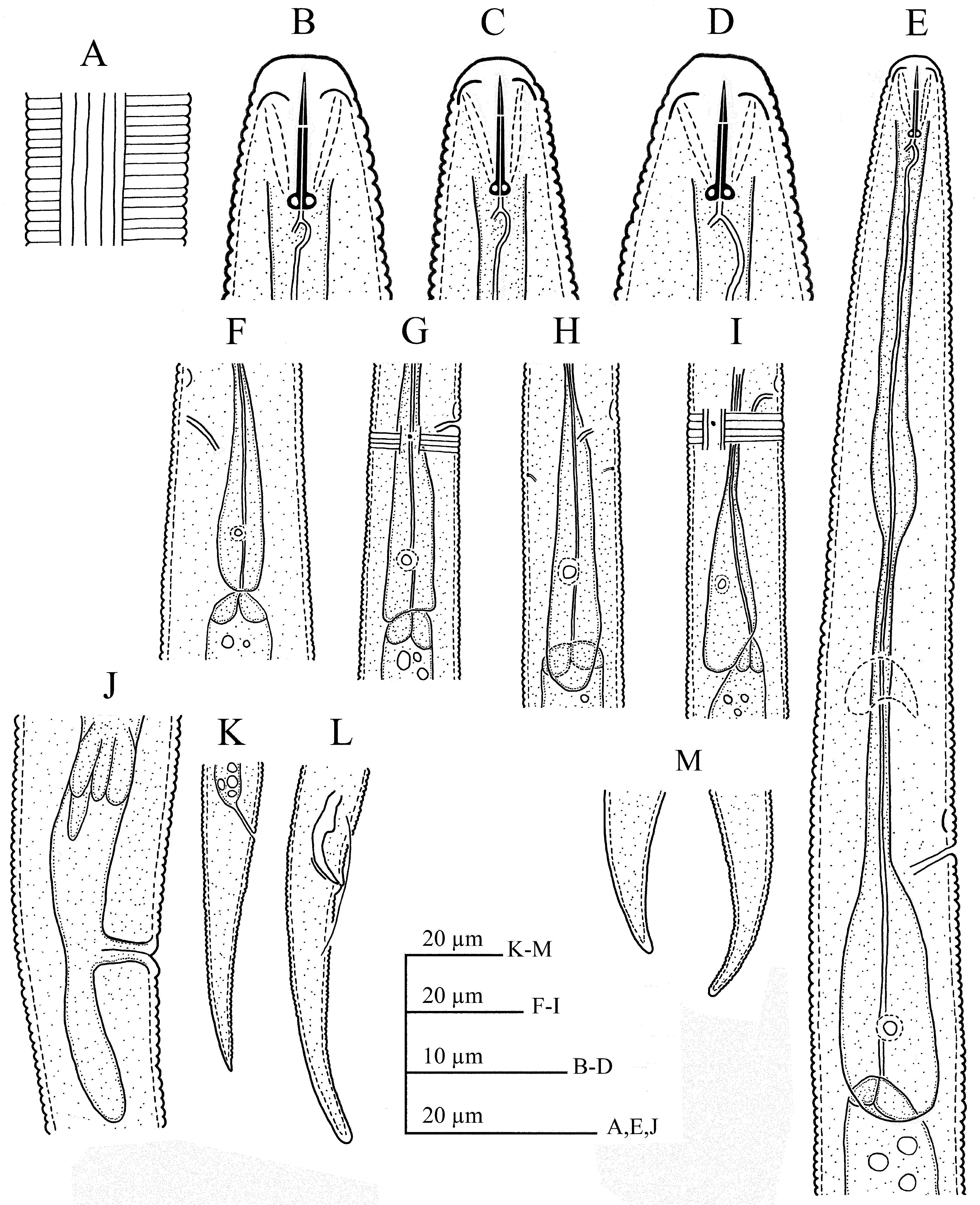 FIGURE 5. Nothotylenchus Hexaglyphus. A, C-F, K-I & M In New And Known ...