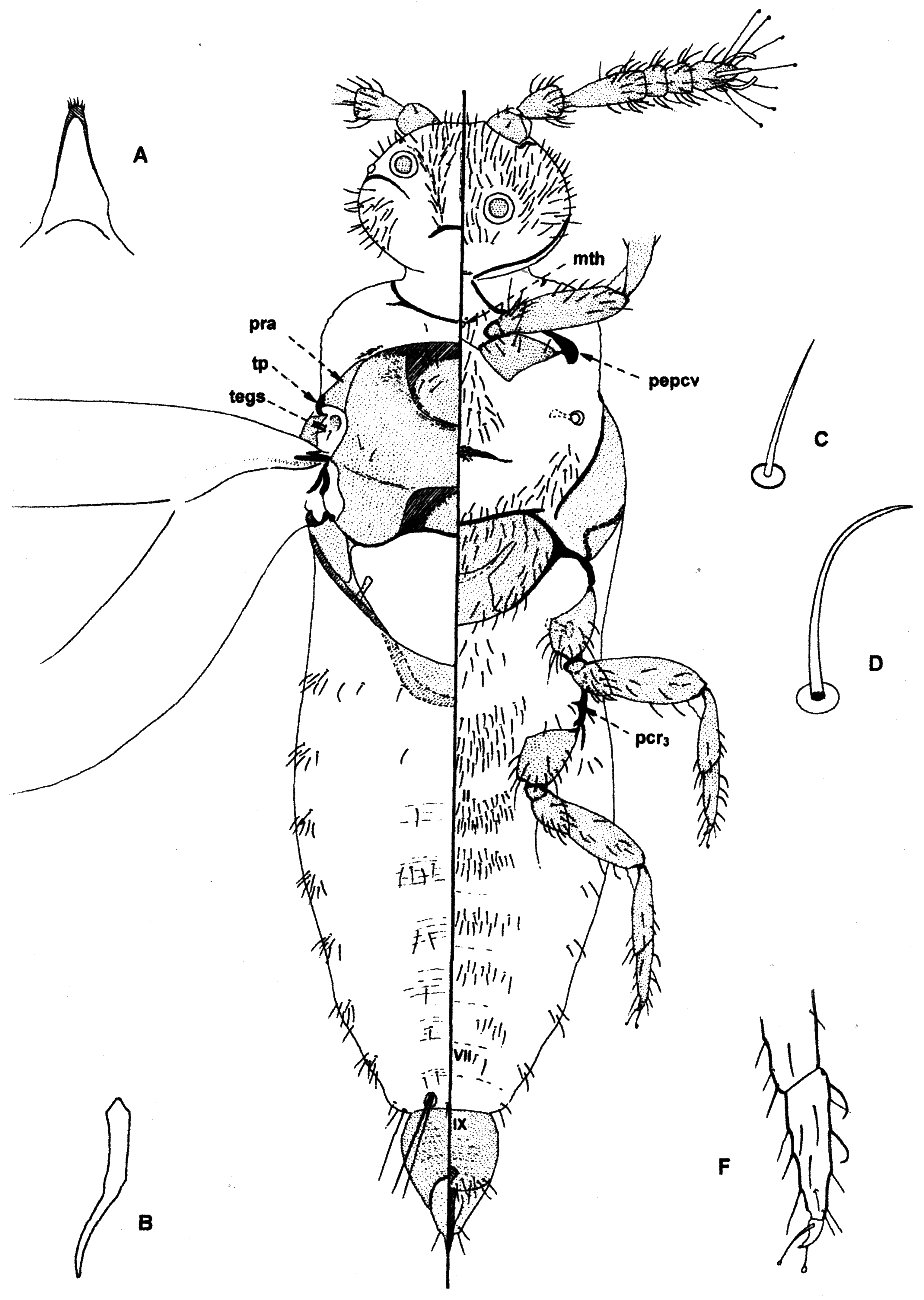 FIGURE 32 in A review of neococcid scale insects (Hemiptera ...