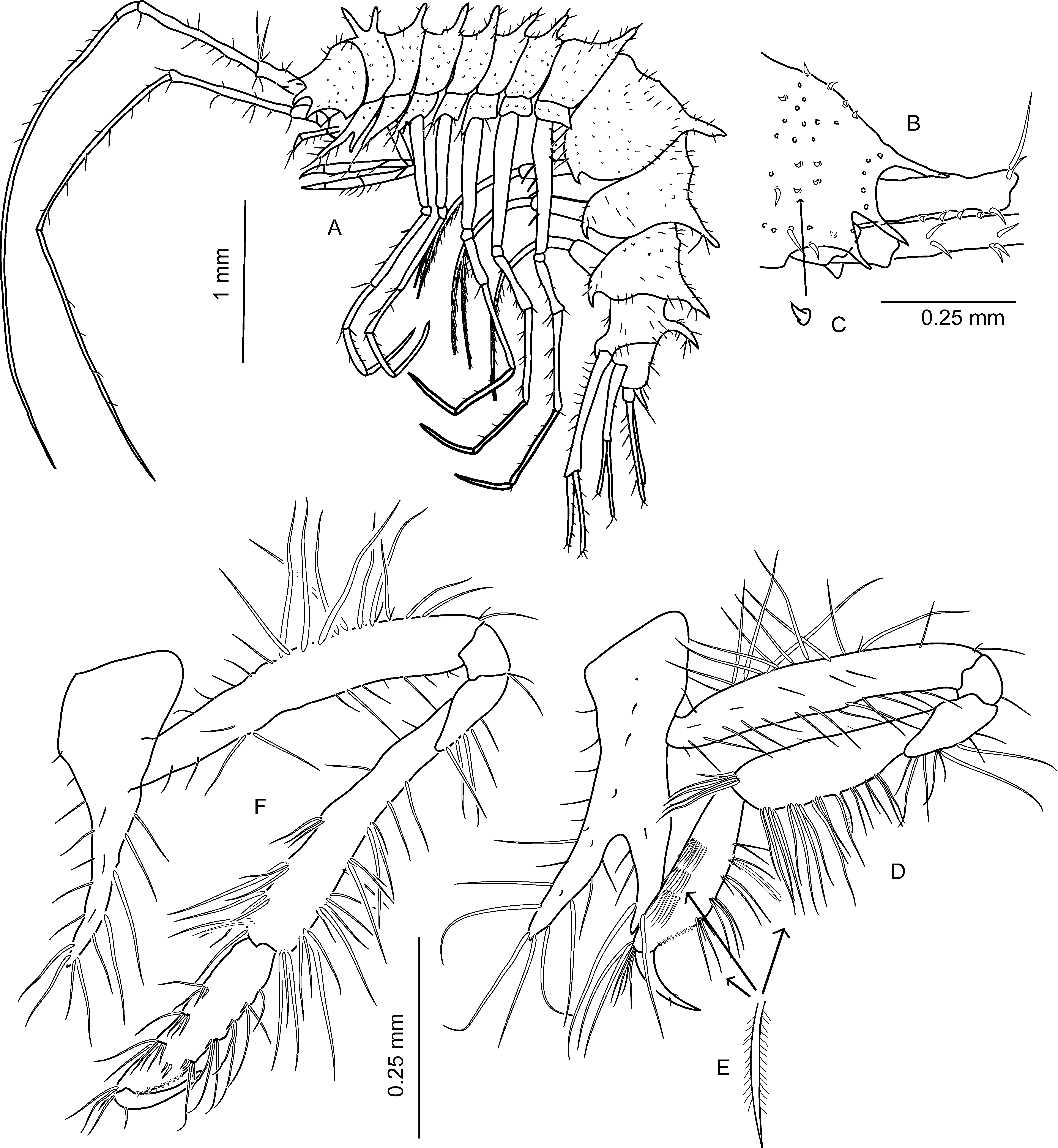 Fig. 13 in New and little known species of Lepechinella (Crustacea ...