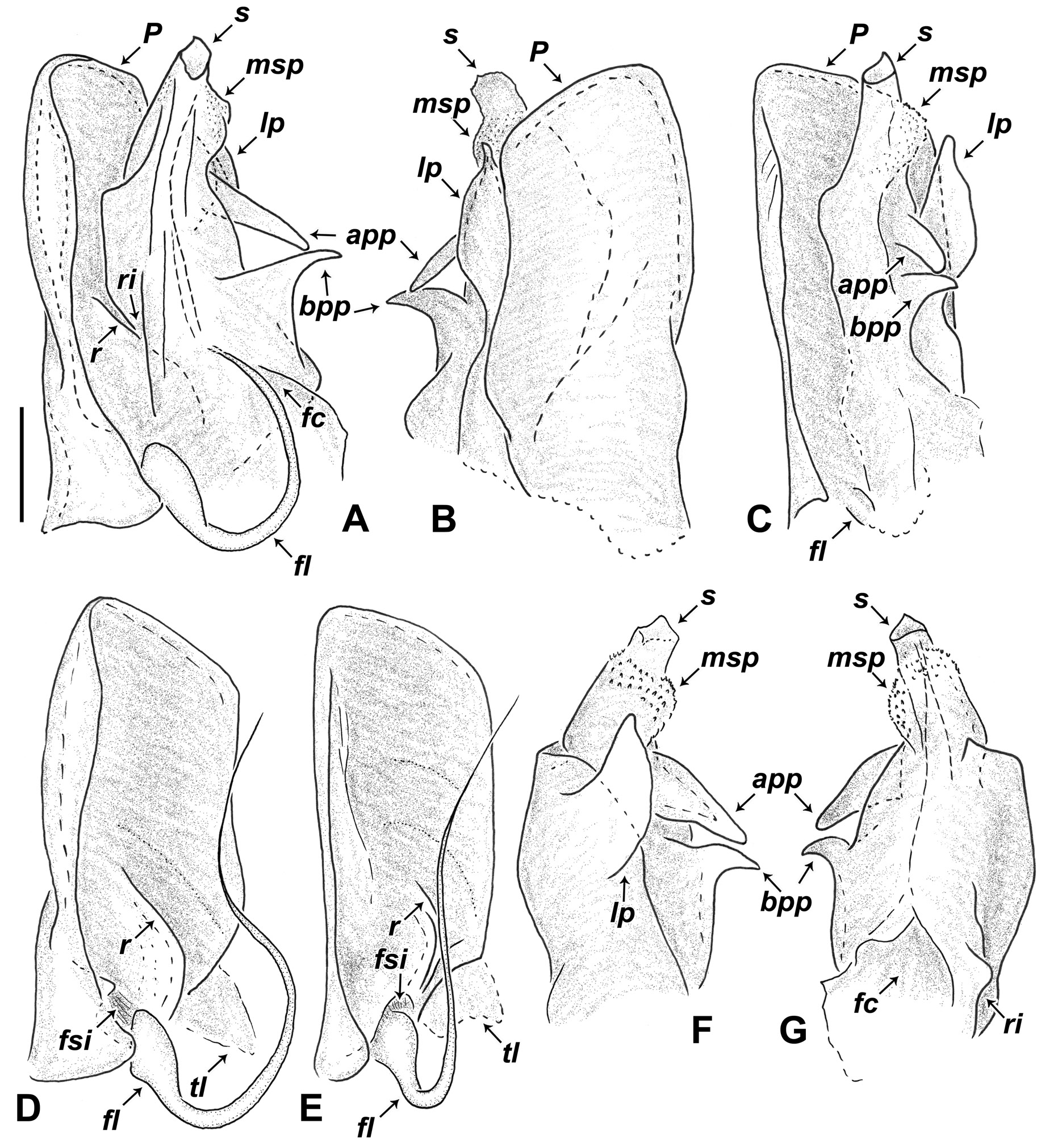 Fig. 2 in A new genus of the millipede tribe Brachyiulini (Diplopoda ...