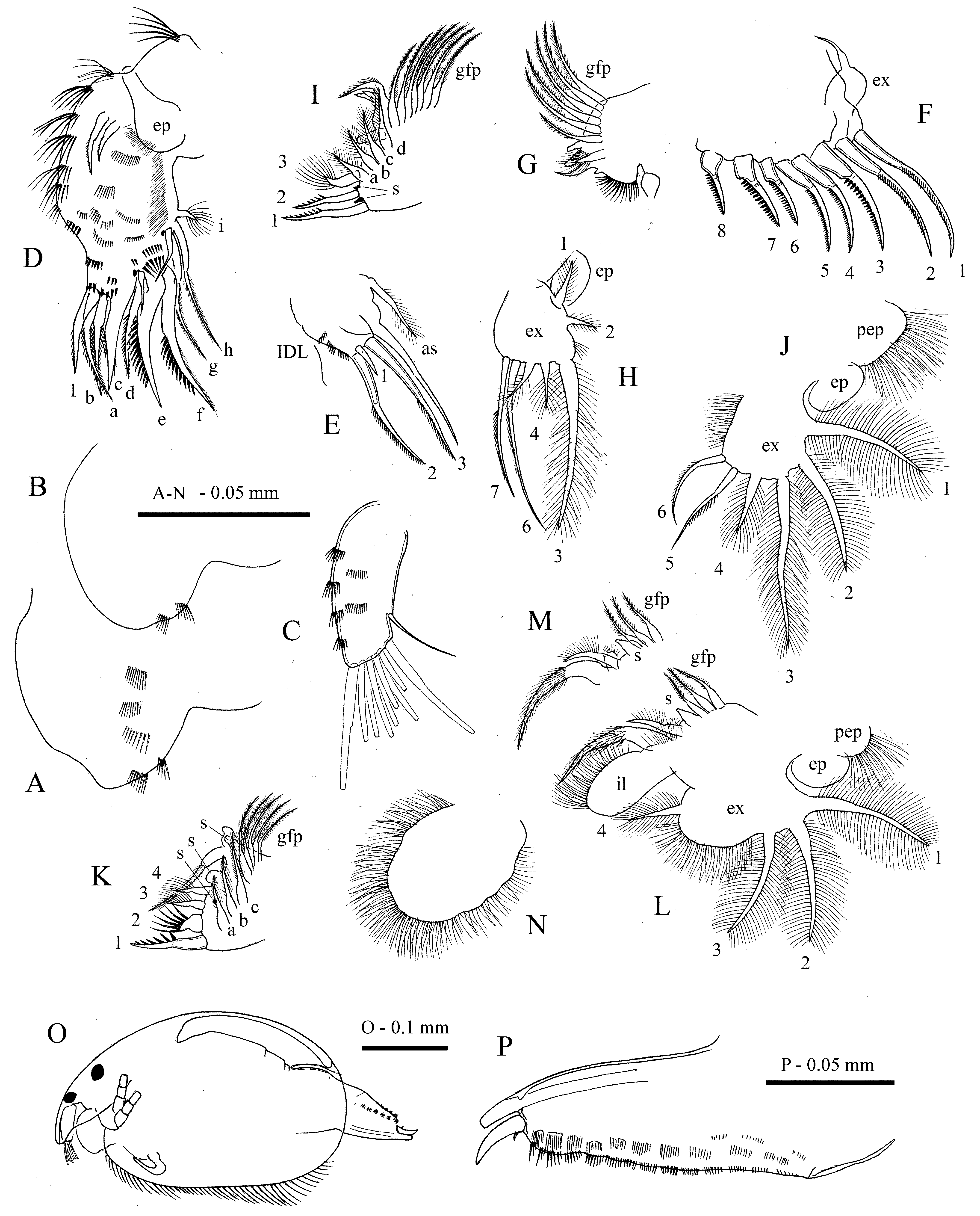 Fig. 5 in Revision of the costata-group of Alona s. lato (Cladocera ...