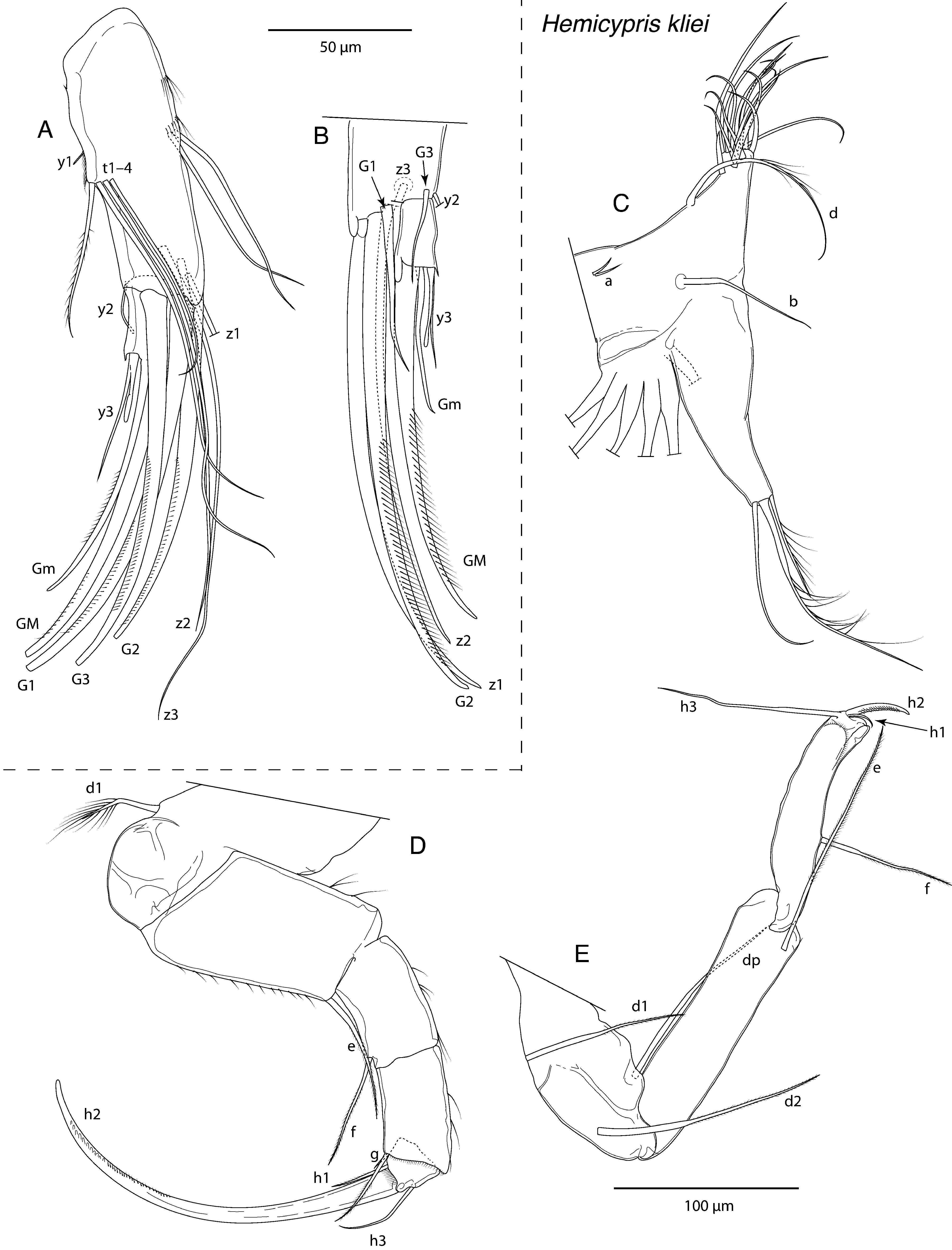 FIGURE 24. Hemicypris kliei Lindroth, 1953. A in Taxonomic assessments ...