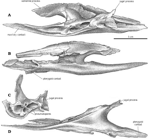 Fig. 29 In Cranial Anatomy Of Tyrannosaurid Dinosaurs From The Late 