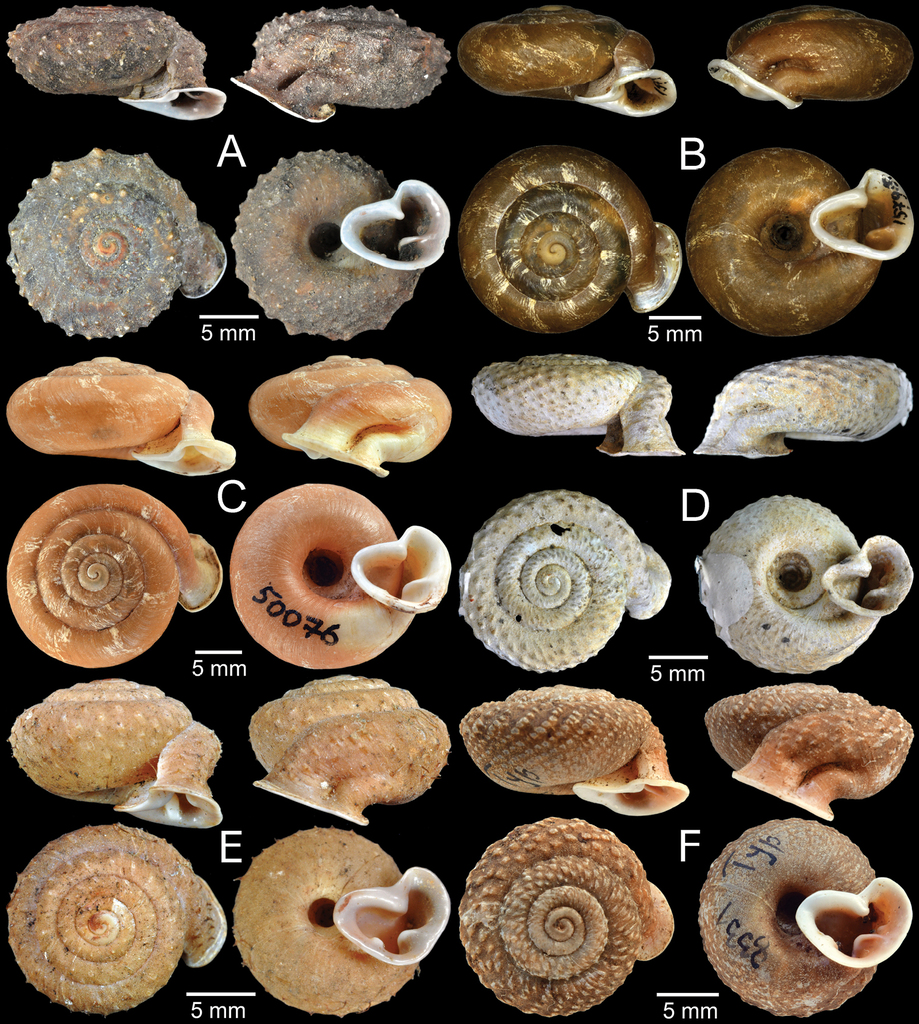 Figure 5 from: Sutcharit C, Inkhavilay K, Panha S (2020) Taxonomic note ...