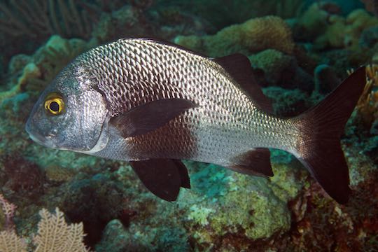 Caranx crysos, Blue runner, Florida Keys