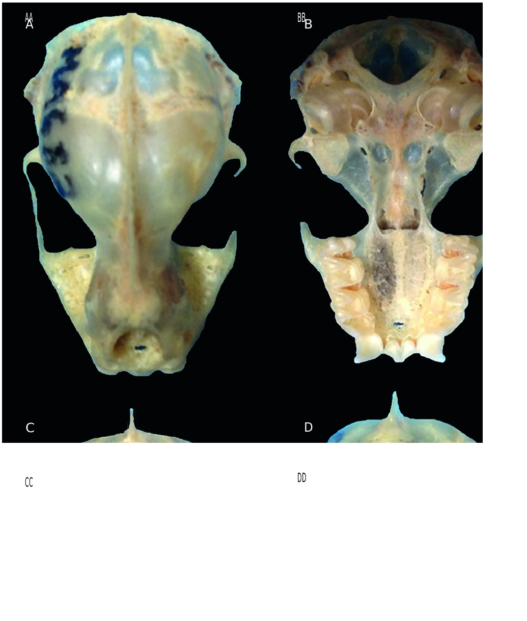 FIG. 16 in Diversity, morphological phylogeny, and distribution of bats ...