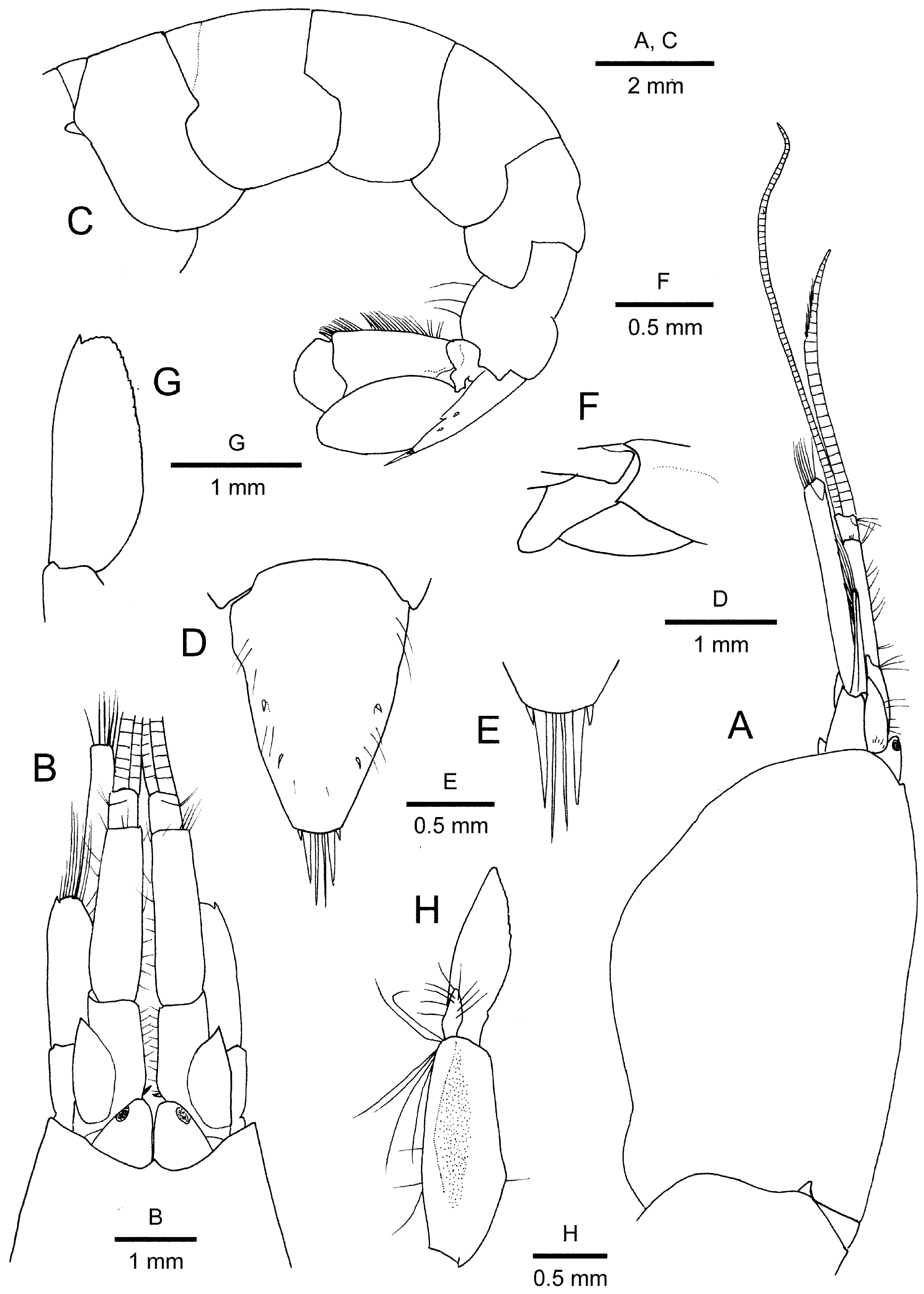 FIGURE 3. Automate awaji n in A new species of the alpheid shrimp genus ...