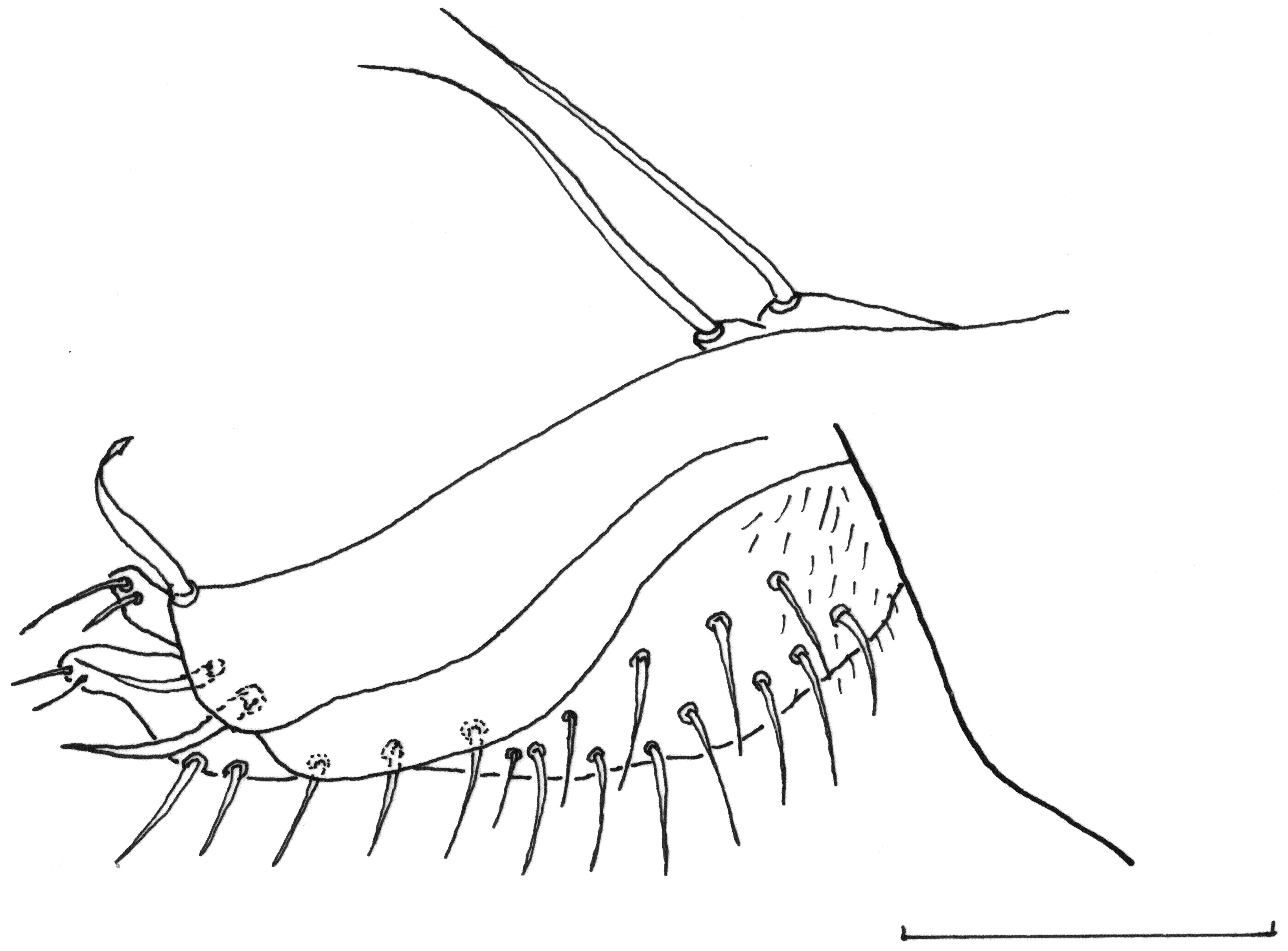 FIGURE 5 in Two new species of Thrypticus Gerstäcker from Turkey ...