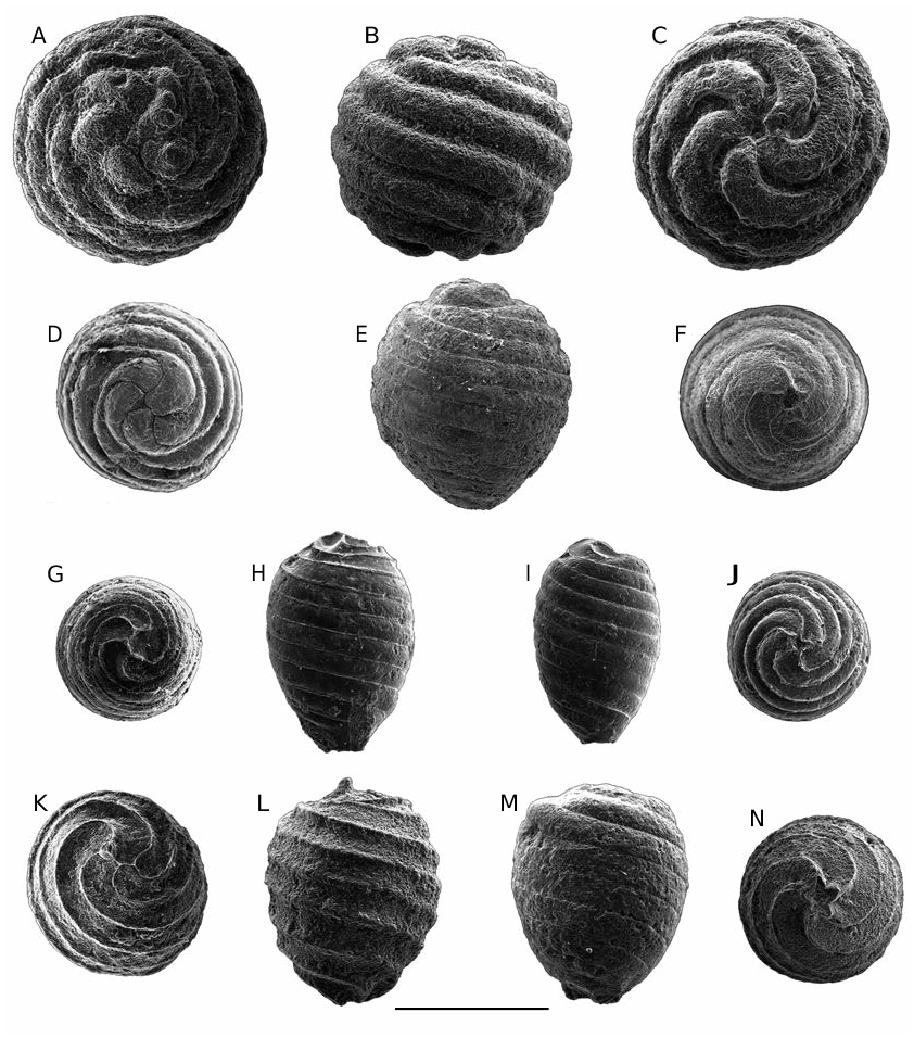 FIG. 7 in Taxonomy and palaeobiogeography of charophytes from the Upper