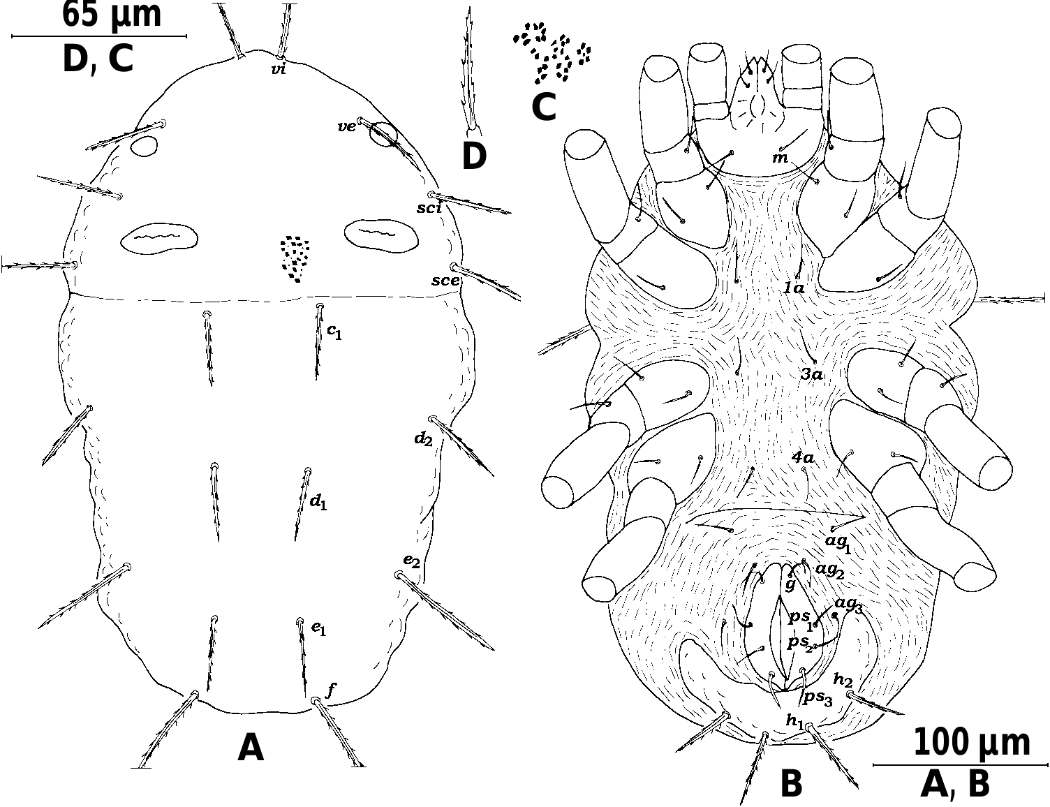 Figure 1 In Three New Mite Species Of The Genus Mediolata Canestrini 