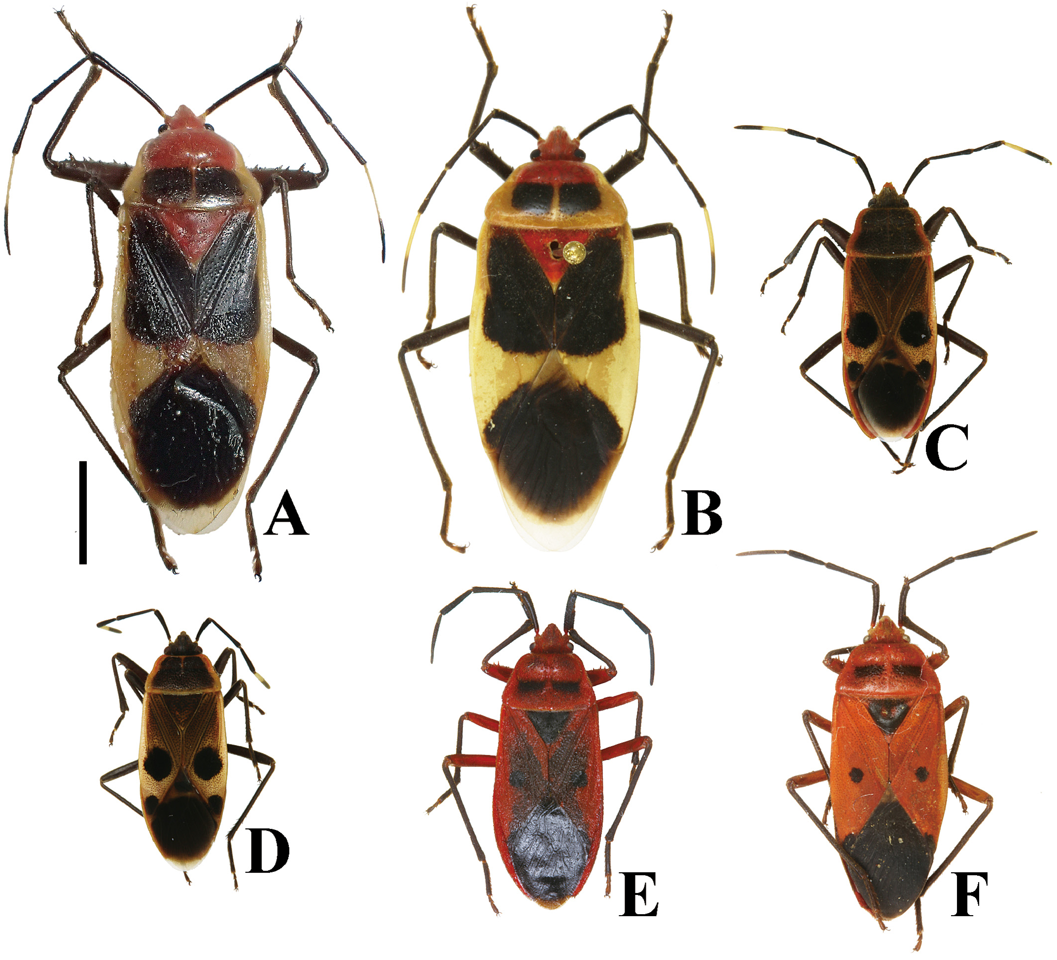 FIGURE 15 in A taxonomic review of the genus Physopelta (Hemiptera 