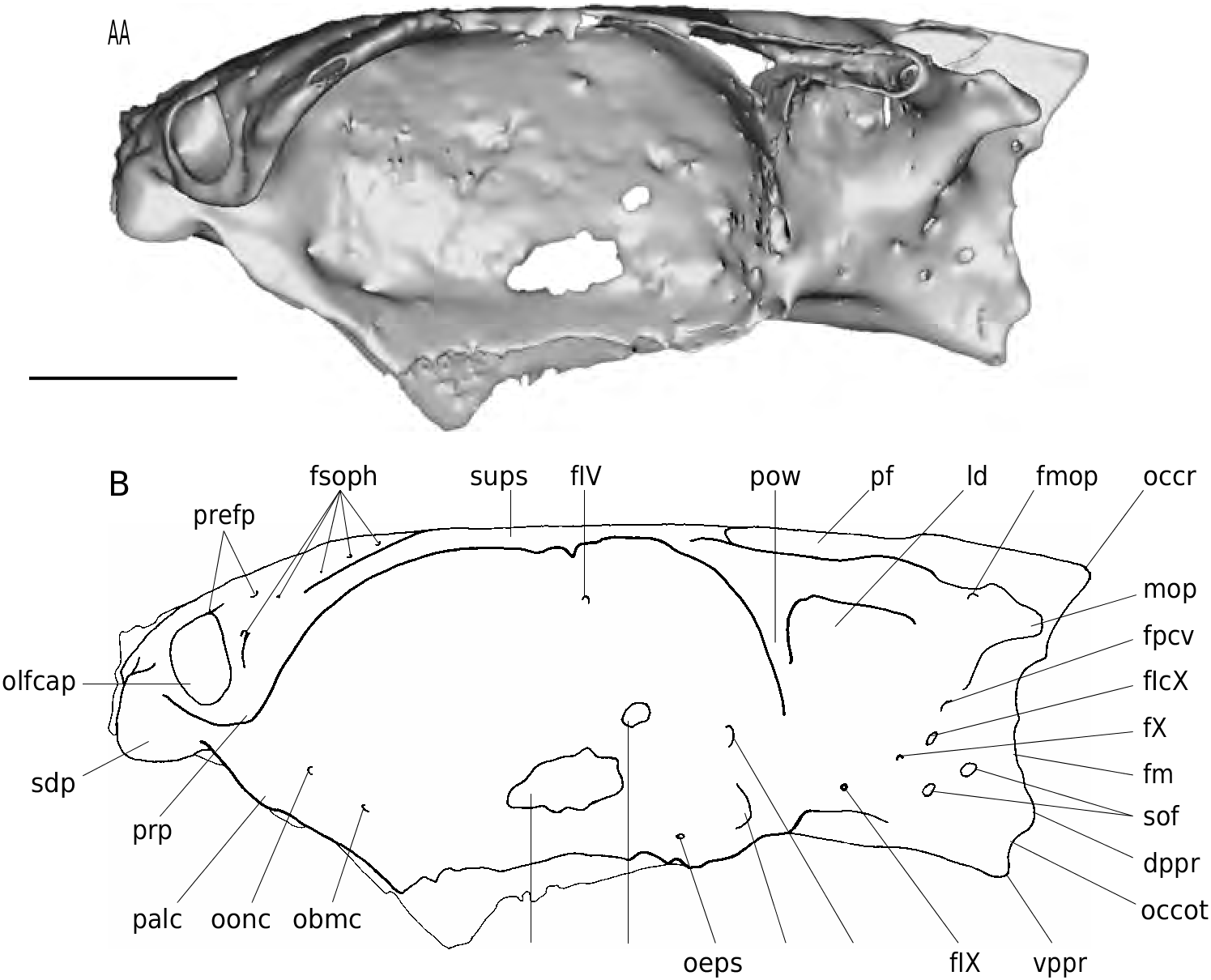 FIG. 16 in Skull and brain anatomy of Late Carboniferous Sibyrhynchidae ...