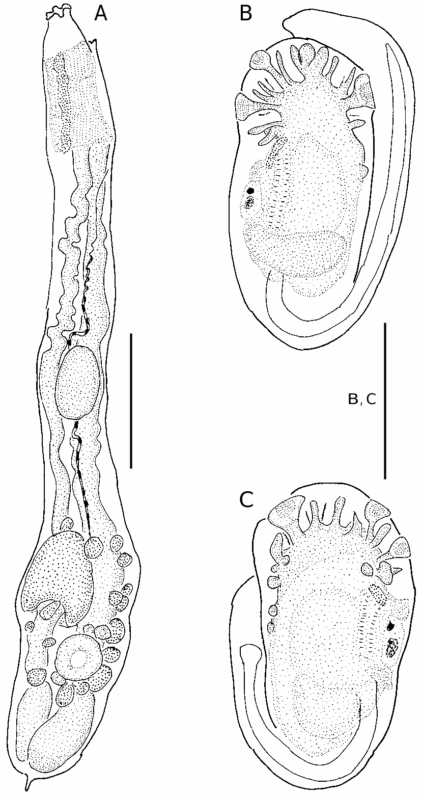 FIG. 54. — Eudistoma inauratum Monniot F. & Monniot C., 2001 in ...