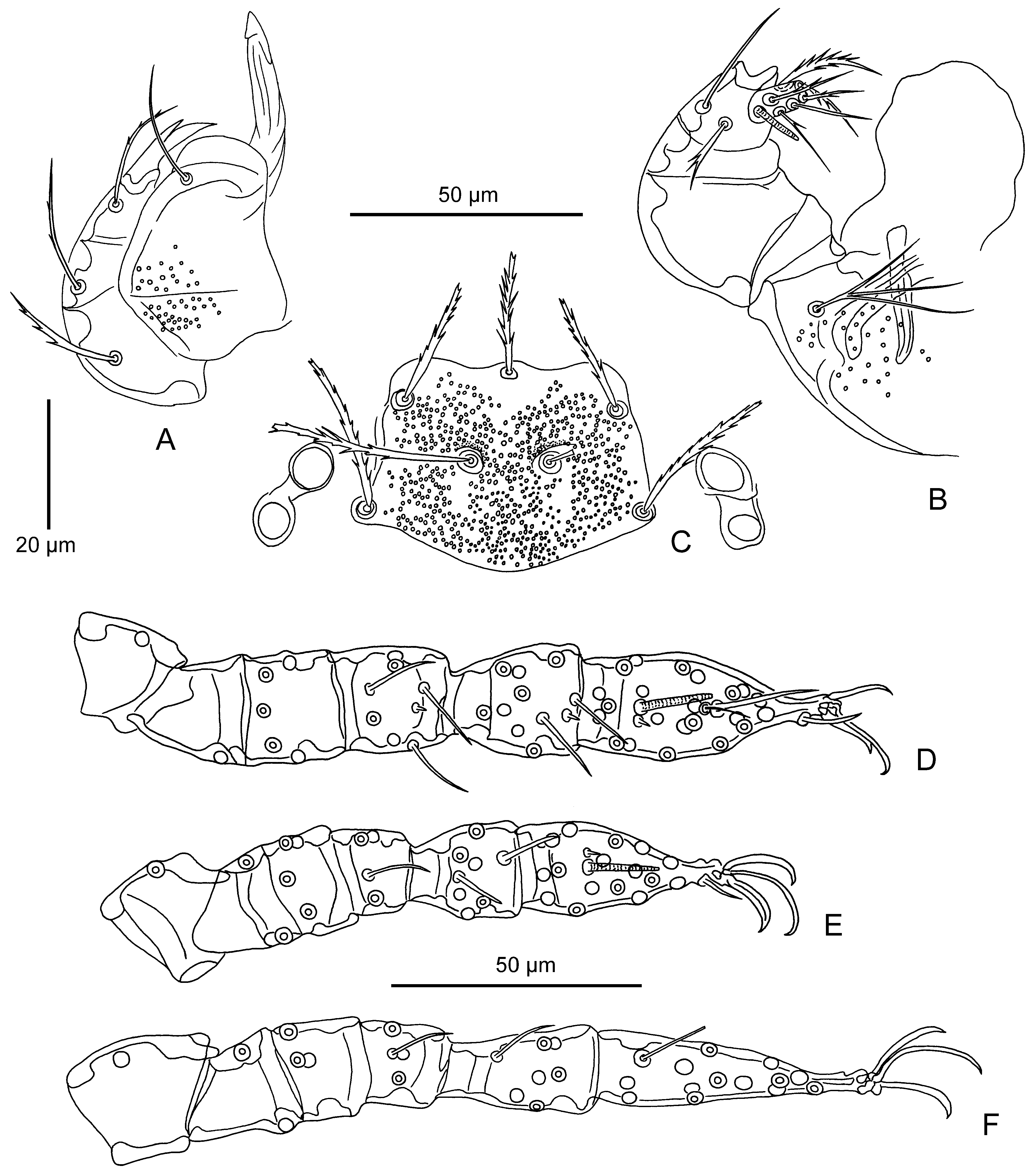 FIGURE 36 in Redescriptions of ten chigger mite species (Acariformes