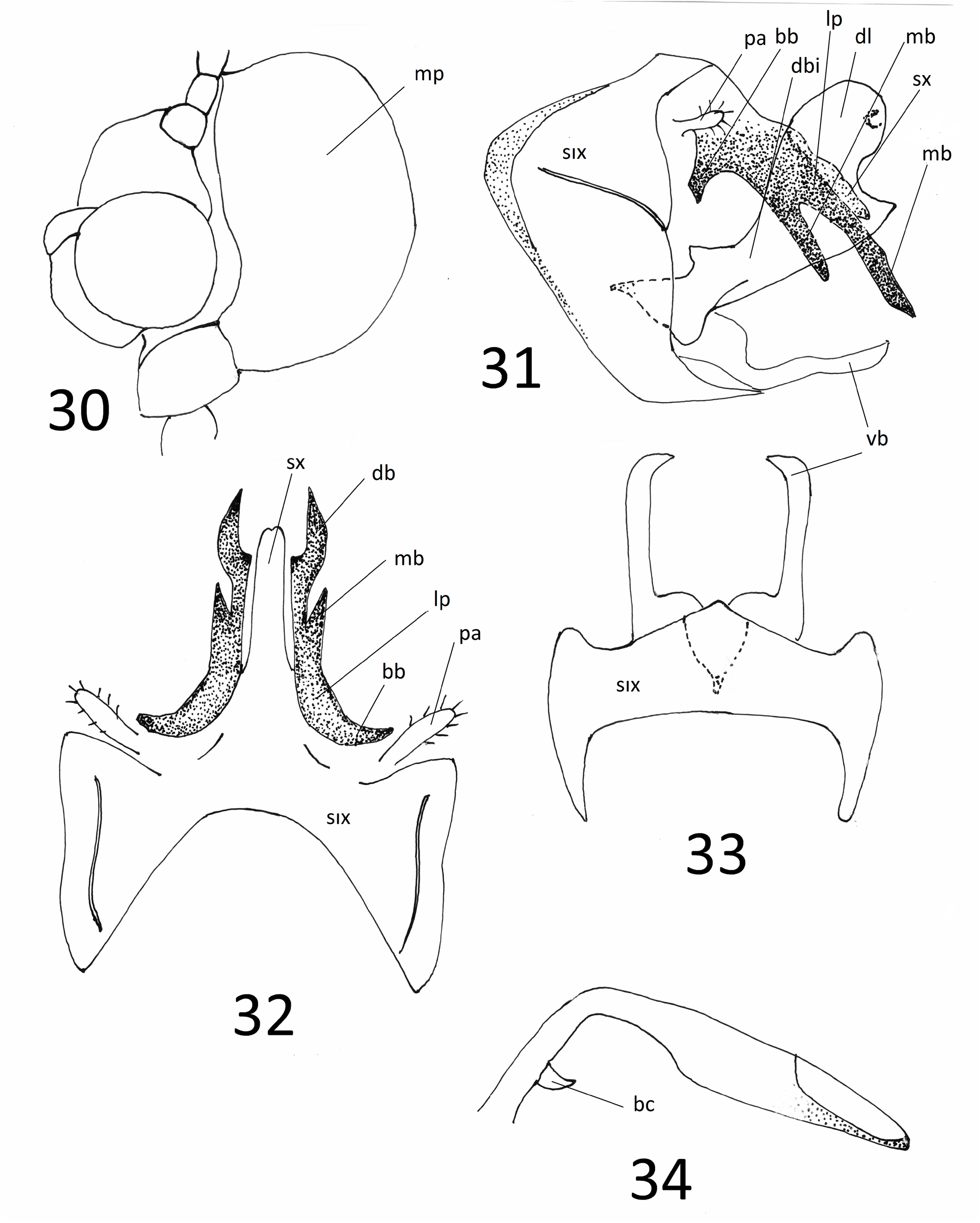 FIGS. 30–34 in Males of the genus Sericostoma Latreille 1825 in Turkey ...