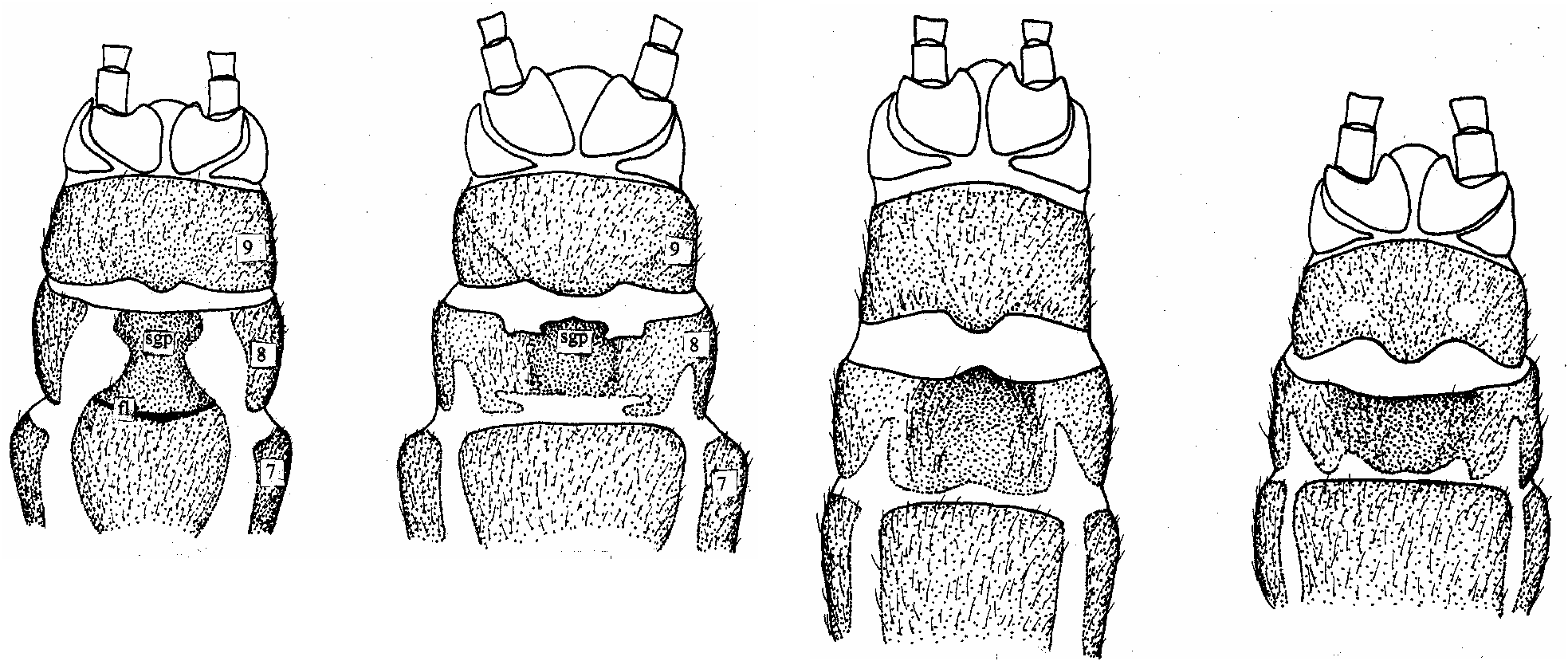 Figs. 59‐62. Female Terminalia. 59. Allocapnia Aurora, 60. Allocapnia 