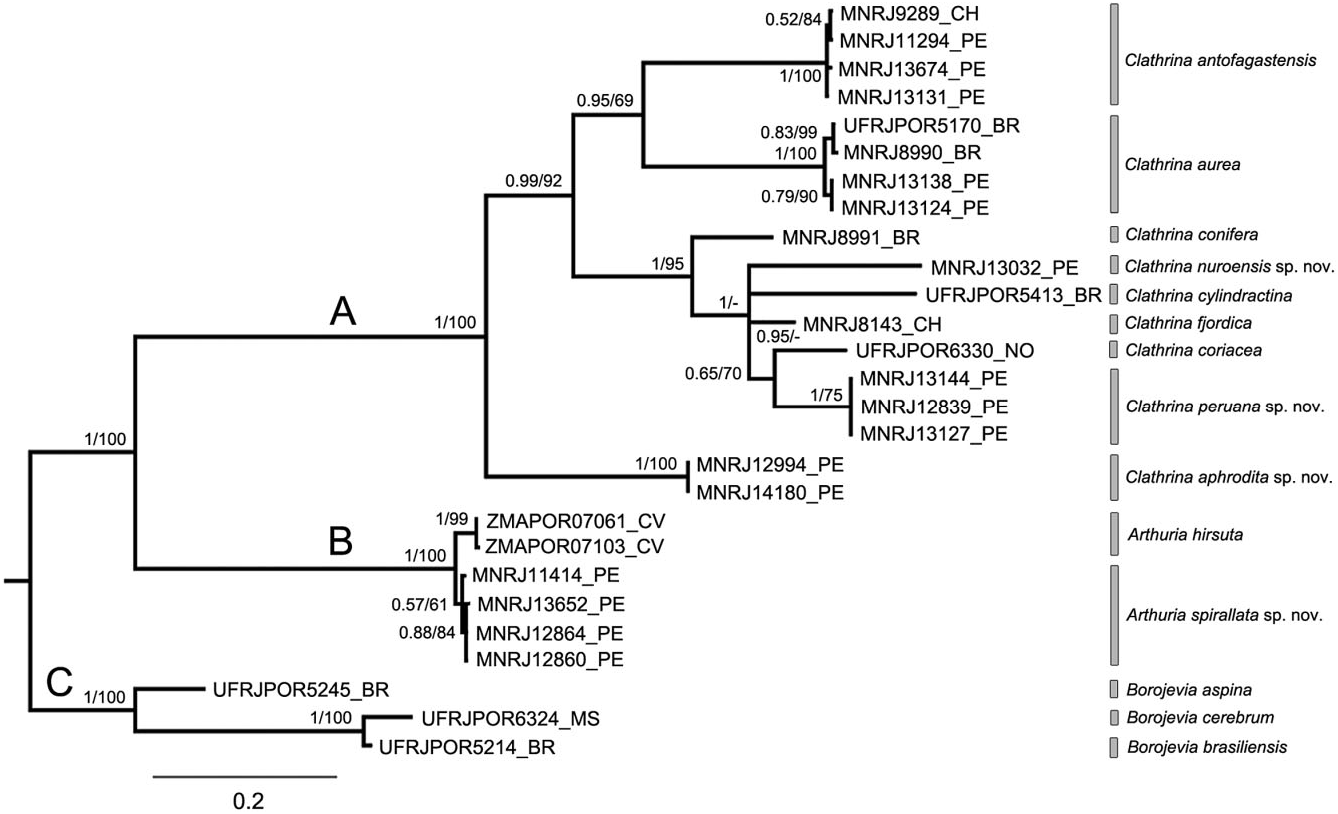 Figure 11. Bayesian 50 in Integrative taxonomy of calcareous sponges ...