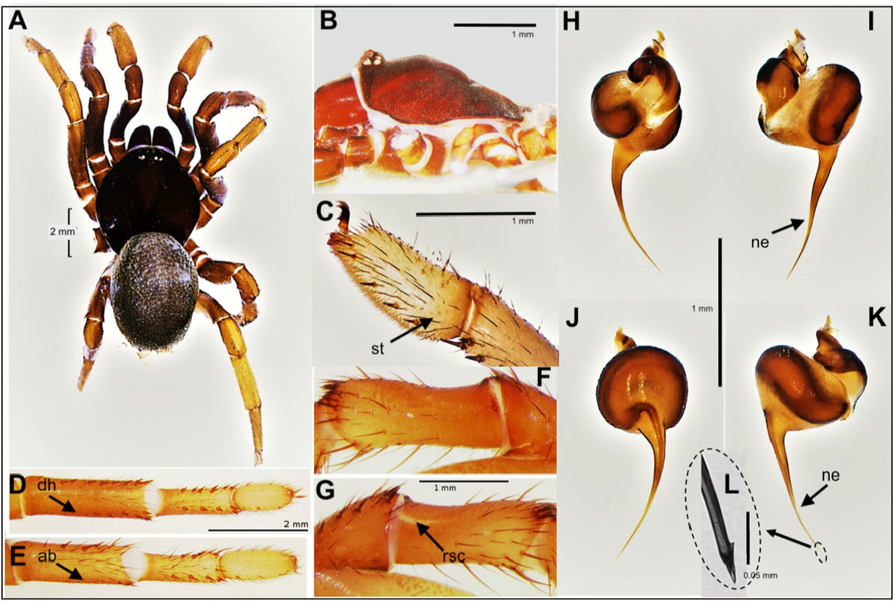 Figures 4a−l. Conothele Martensi Spec. Nov., Holotype Male. A Habitus 